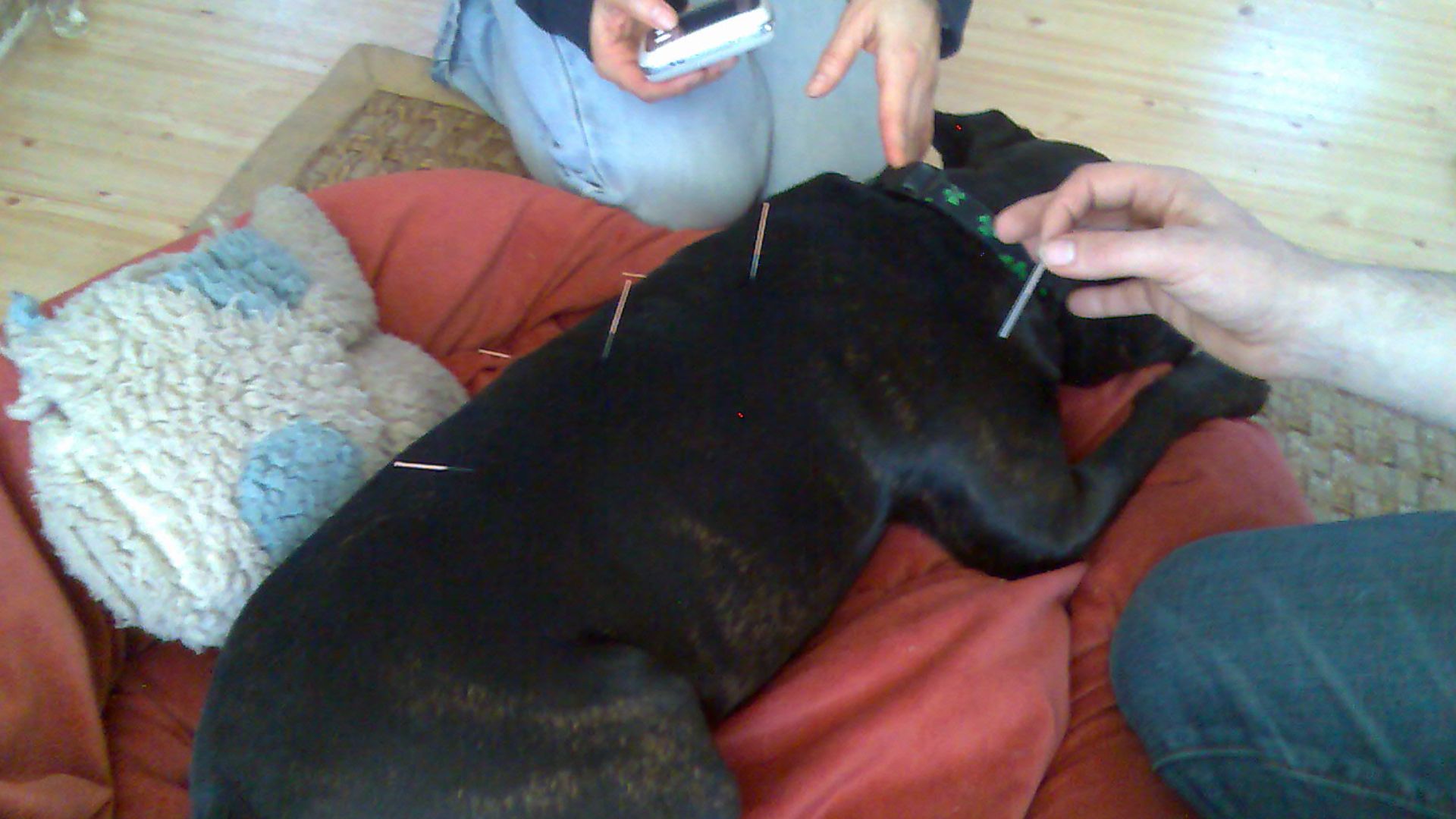 9. L'acupuncture vétérinaire favorise le rétablissement des animaux 