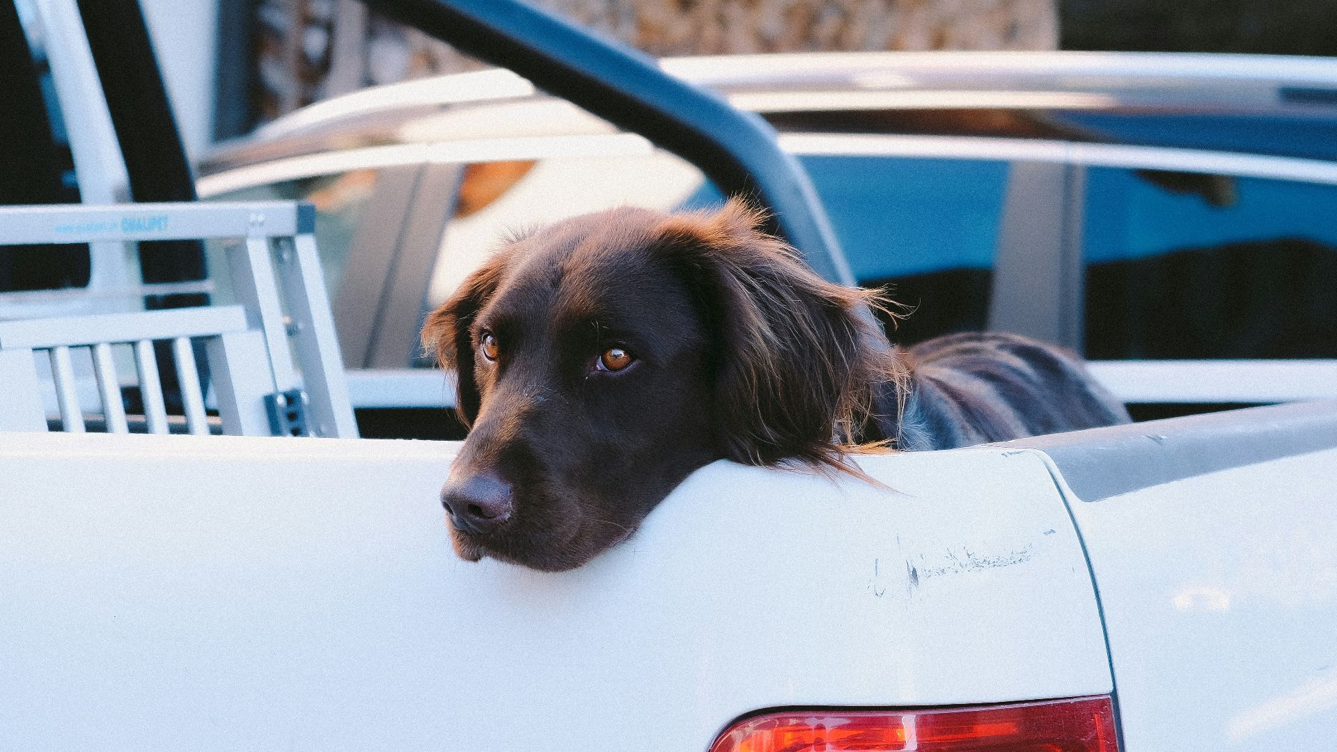 5. Animaux sans dispositif de retenue approprié