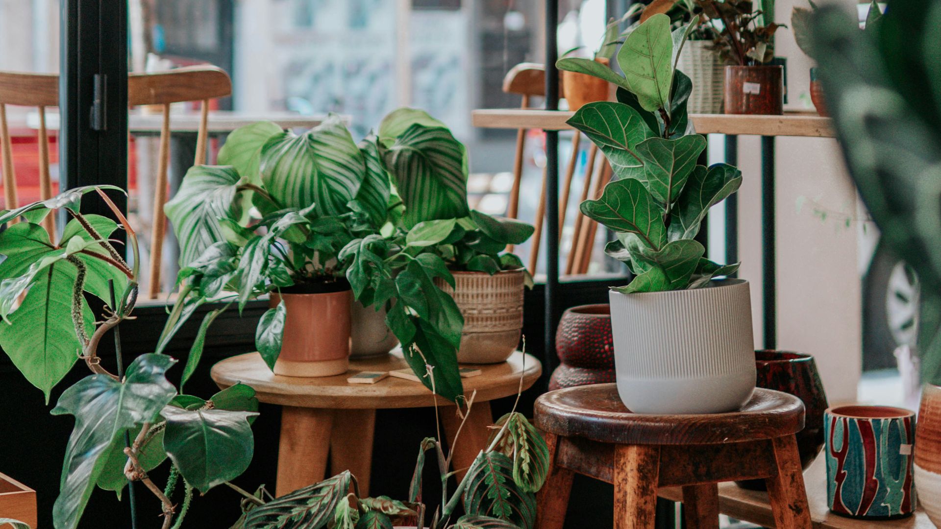 10. Plantes vivantes ou fleurs