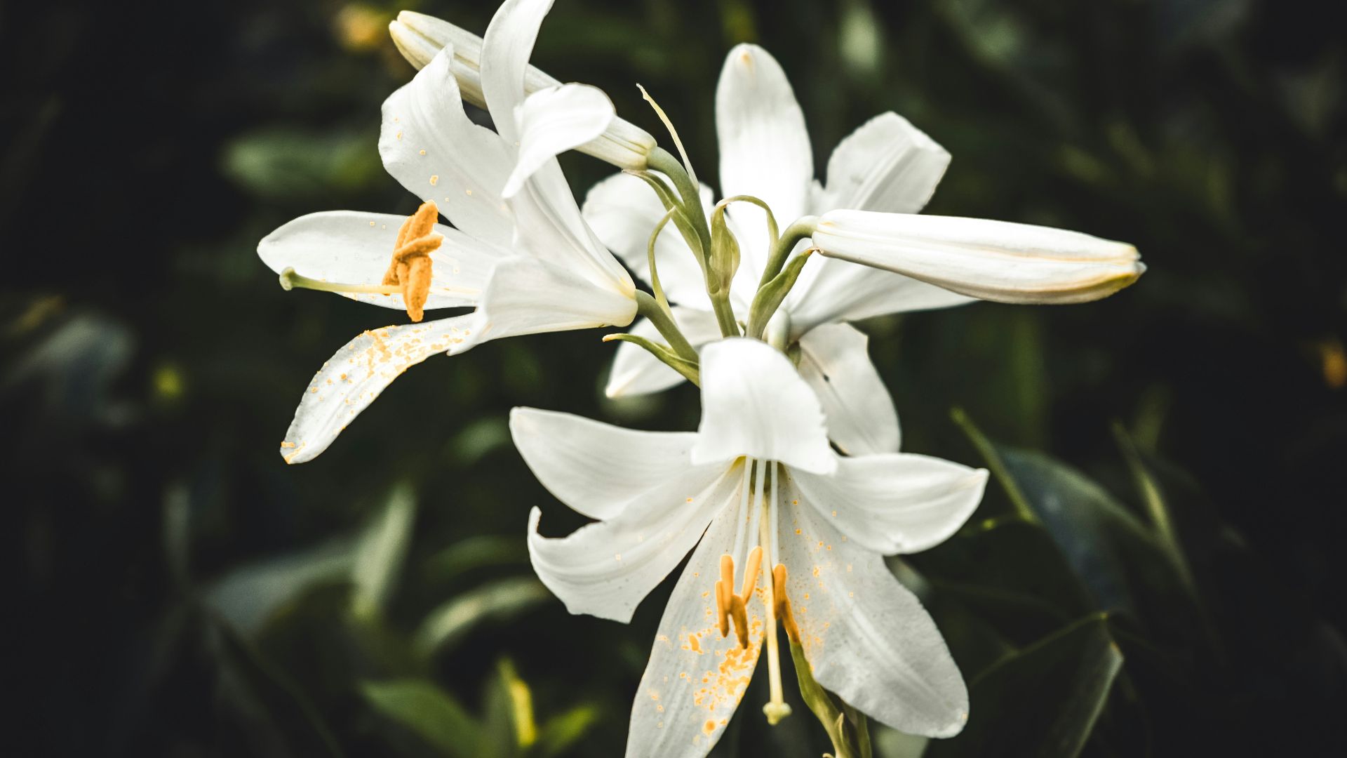 20. Des fleurs sur son bureau