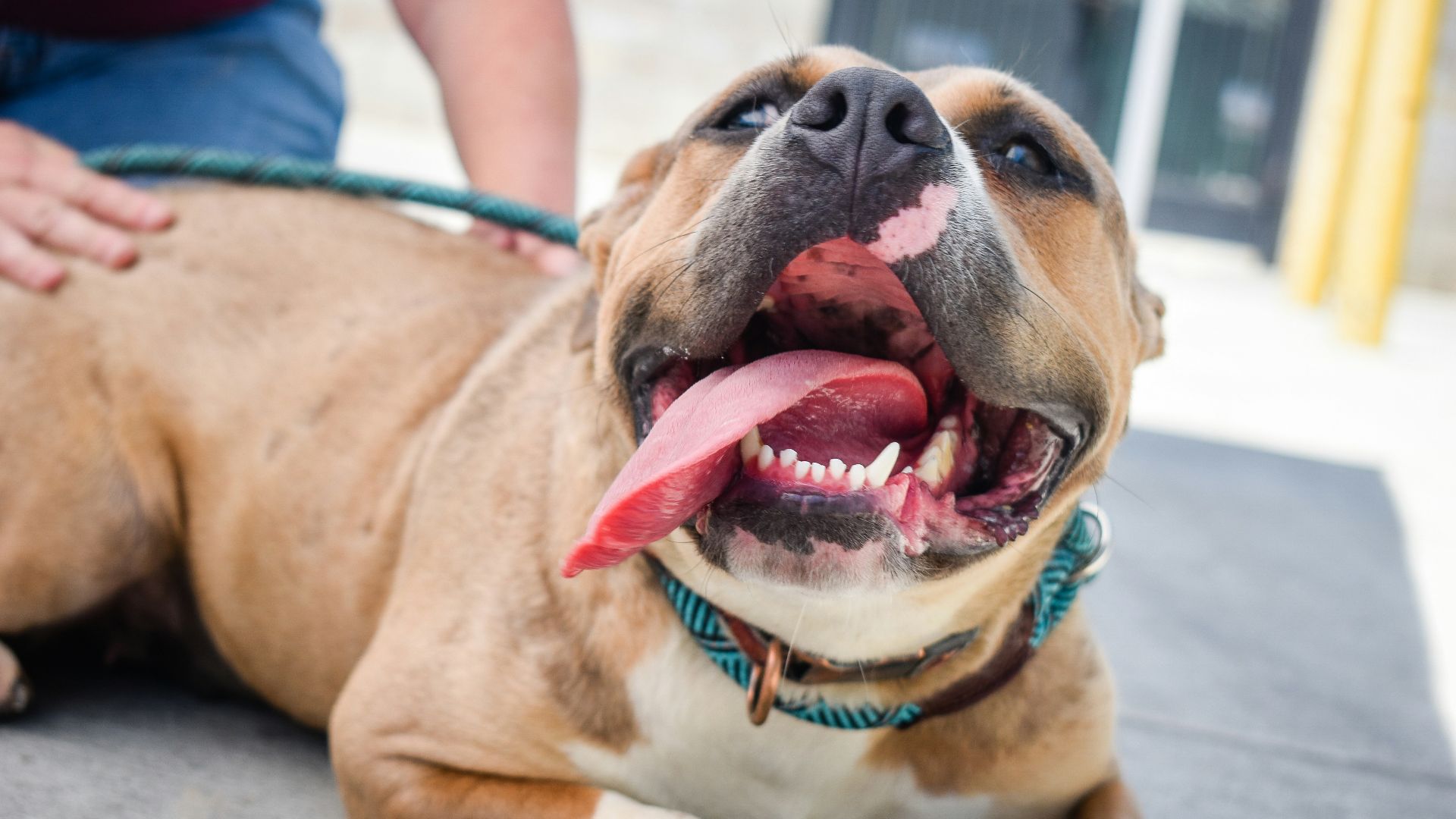 11. Chiens dangereux