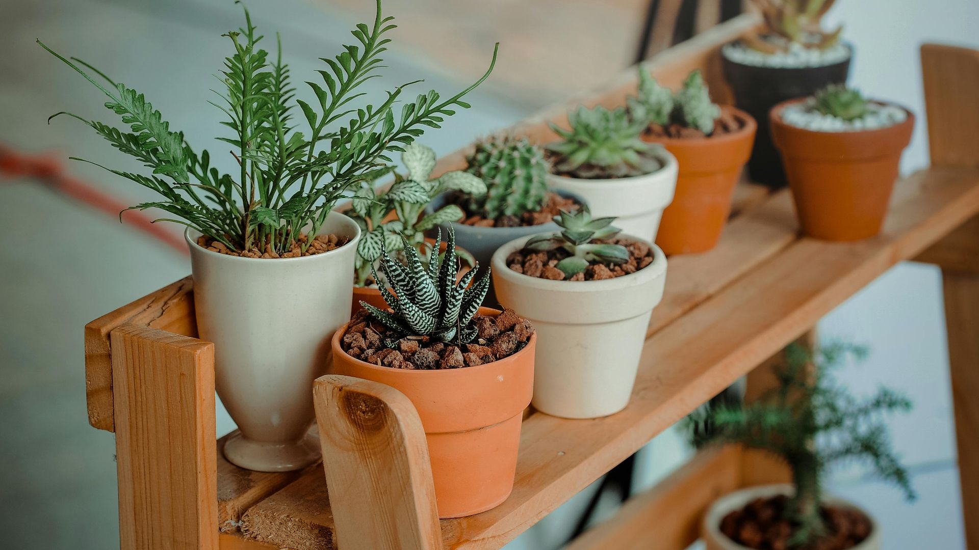 4. Plantes d'intérieur