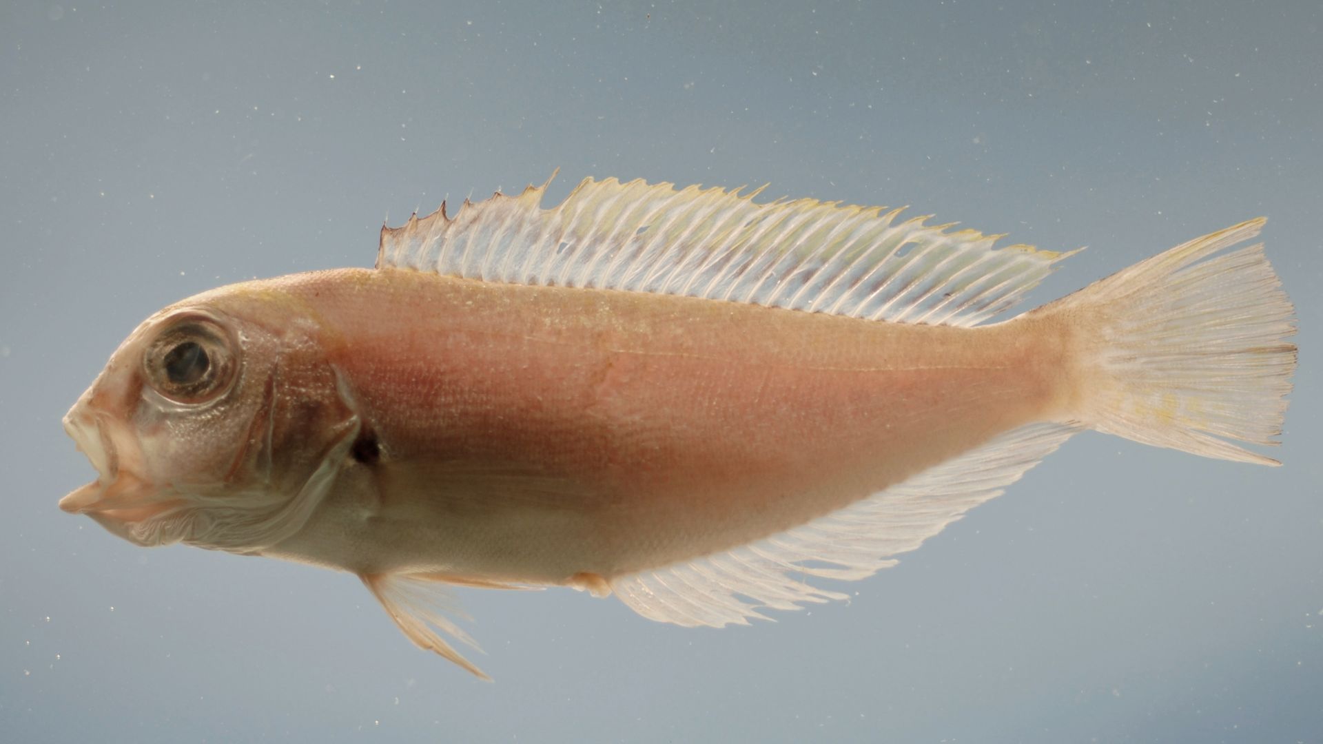 1. Tilefish (Golfe du Mexique) – 1 123 ppm