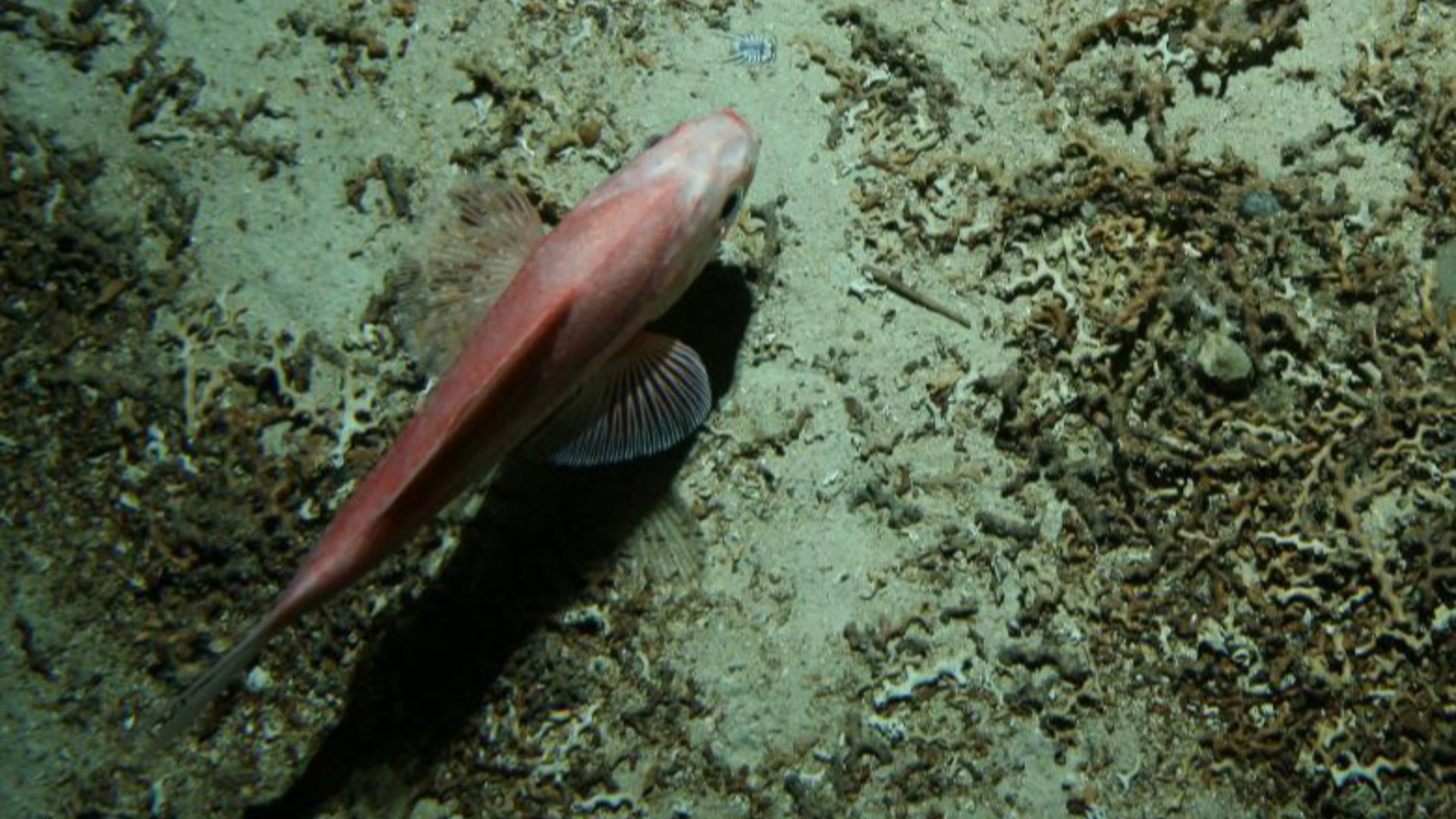 7. Orange Roughy – 0,571 ppm