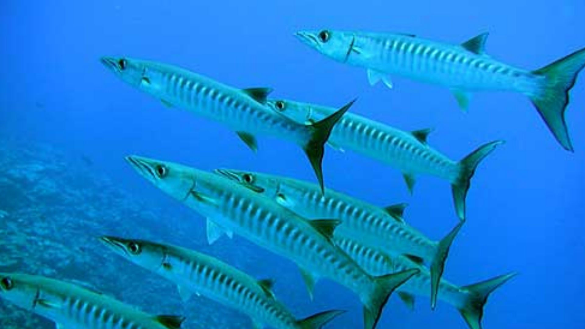 8. Barracuda – 0,5 ppm