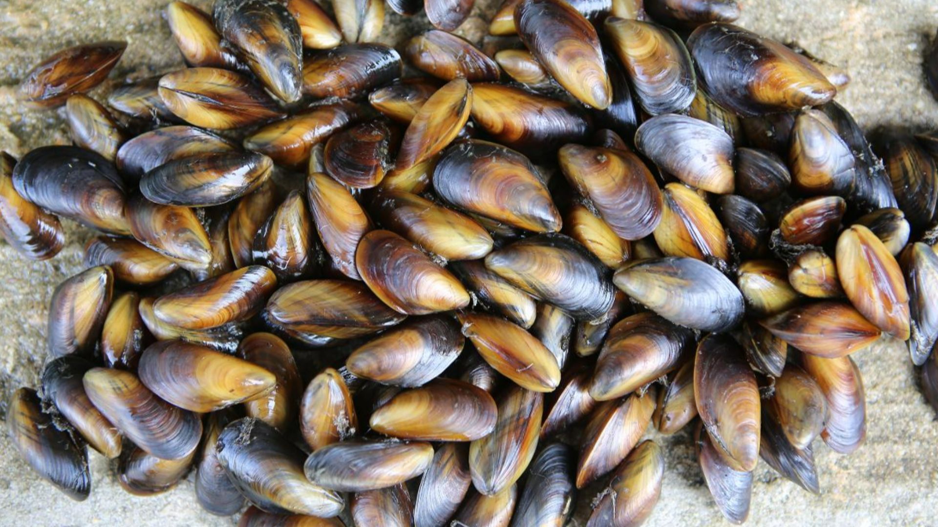 8. Moules – 0,015 ppm
