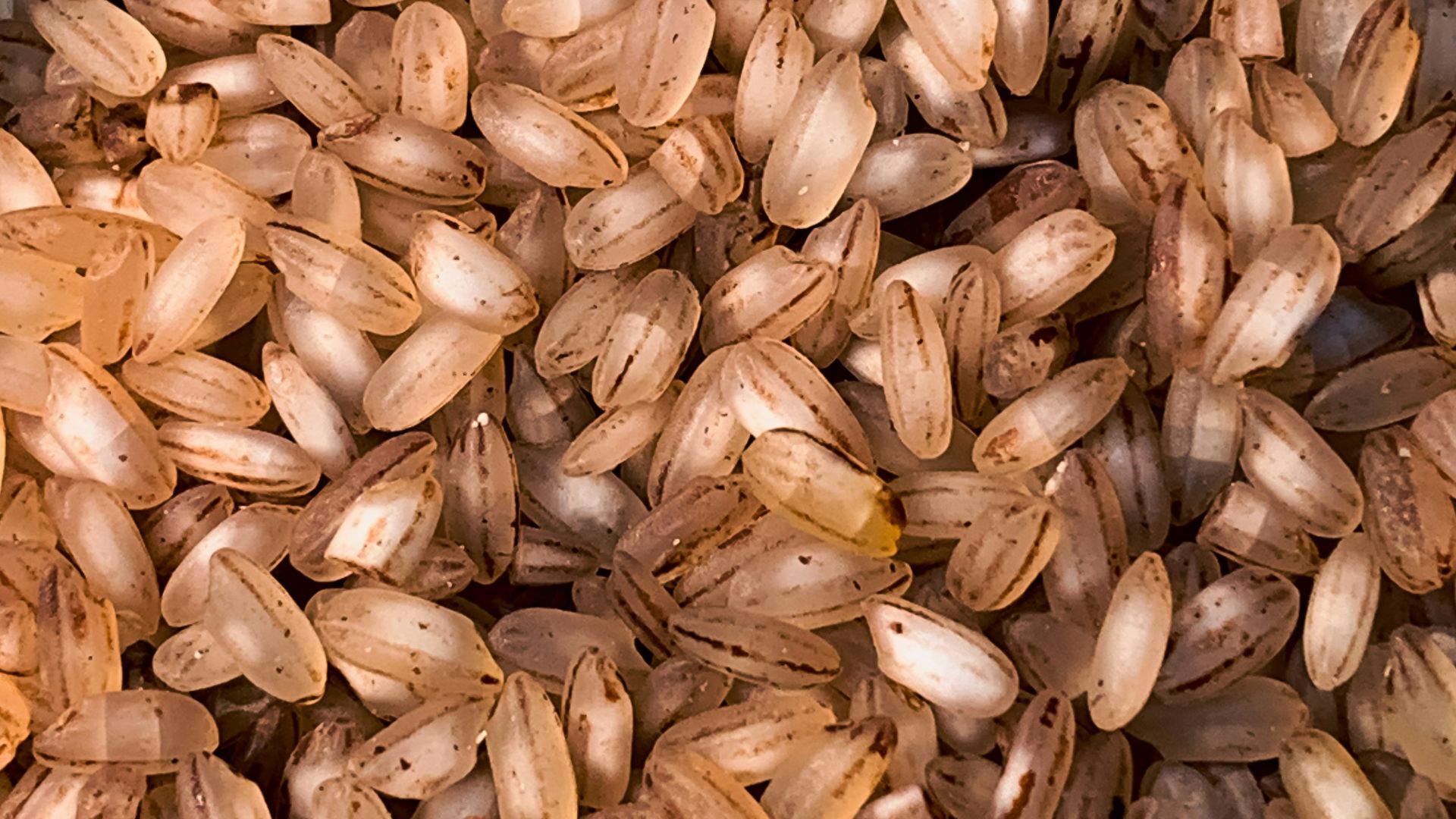 18. Riz brun