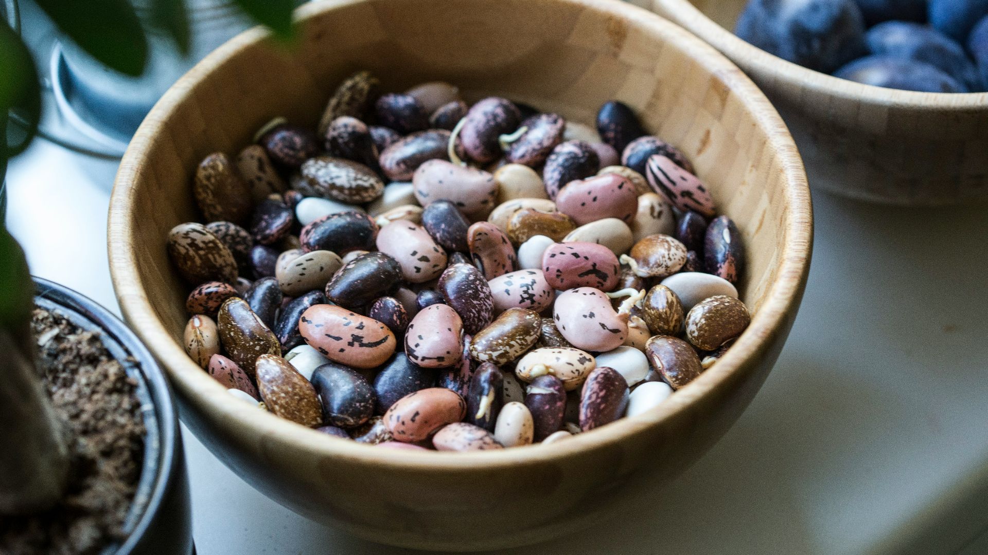 19. Haricots 