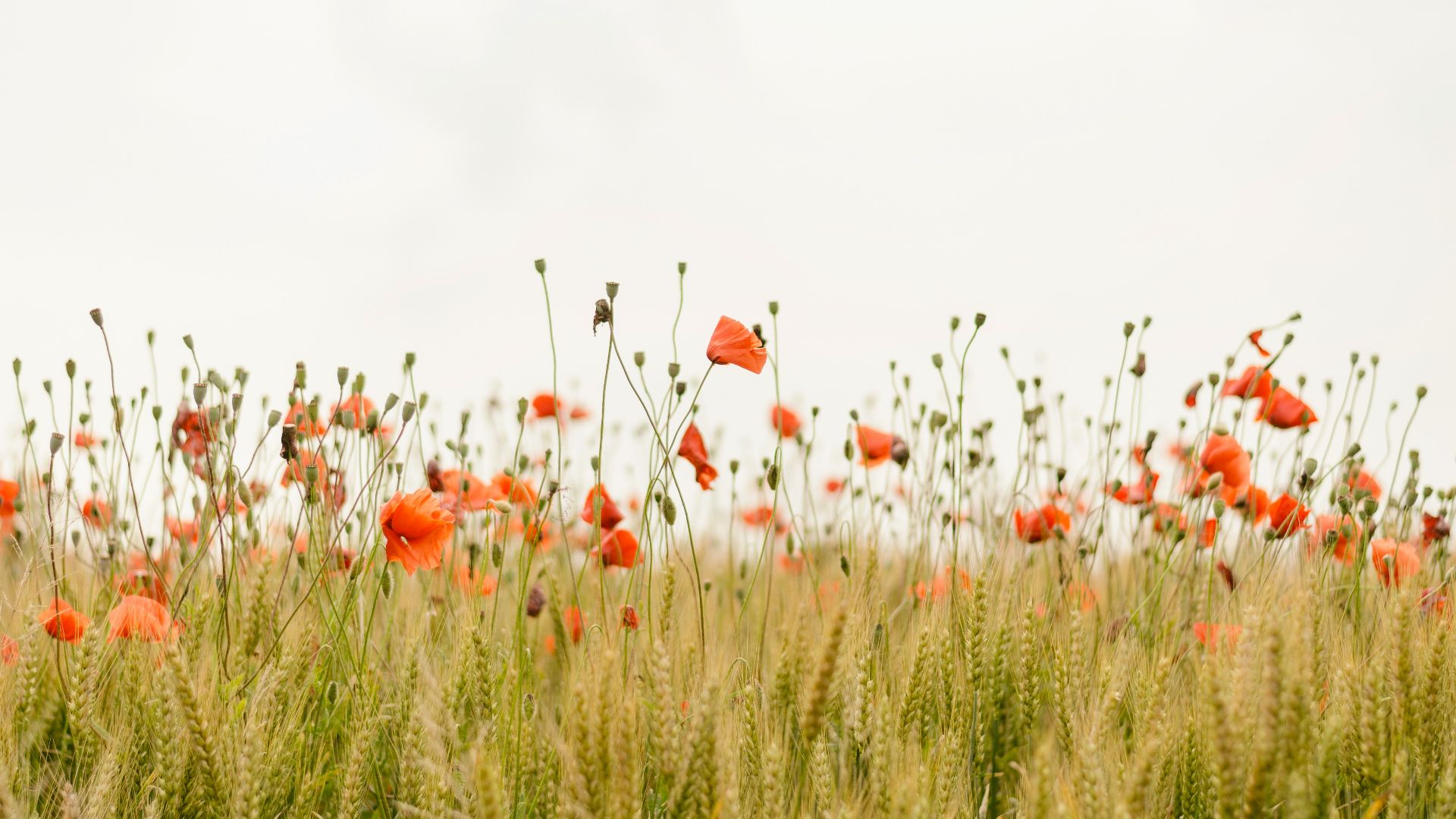 7. Regardez des photos de la nature