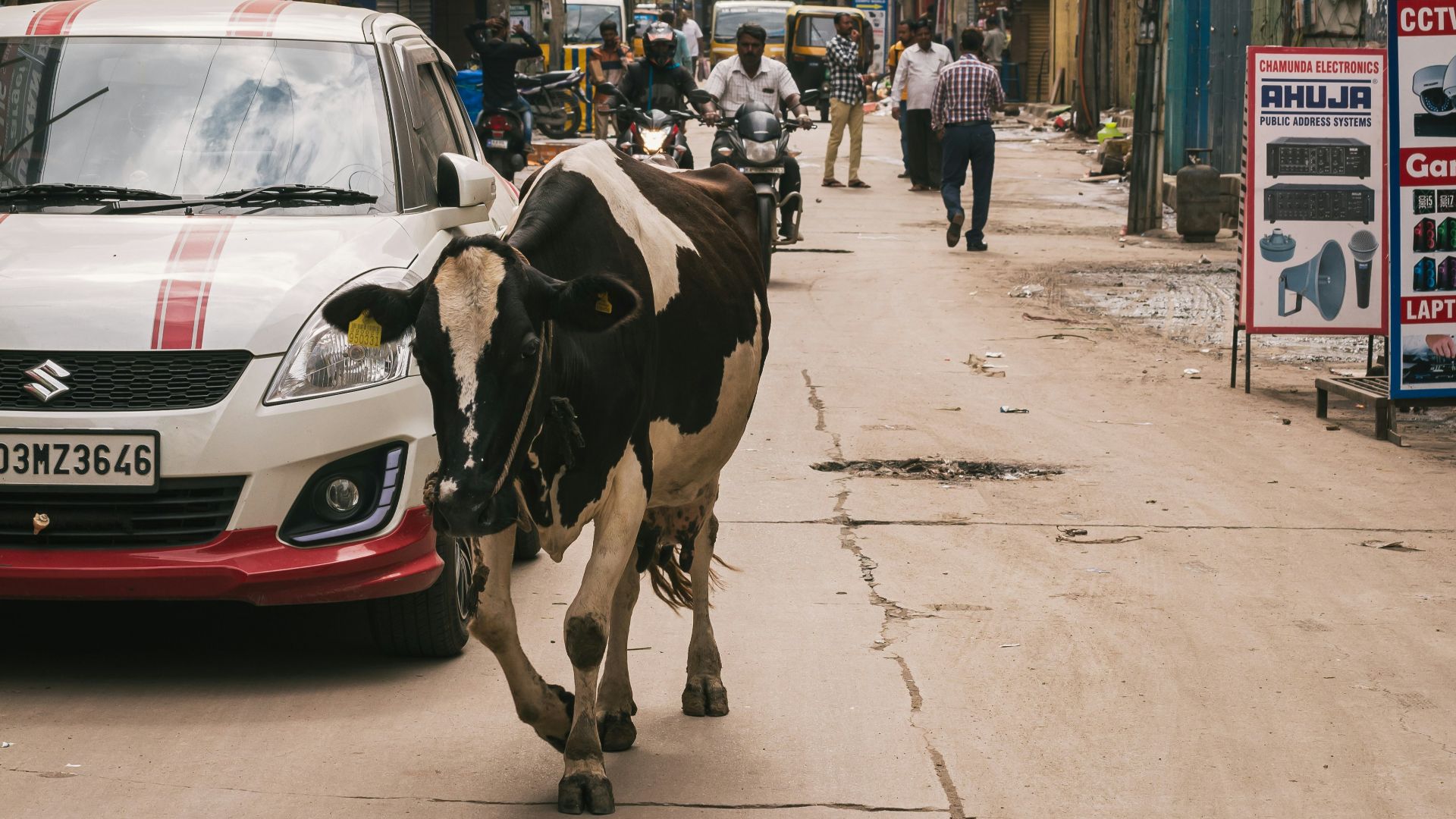 19. La vache en liberté (2017)