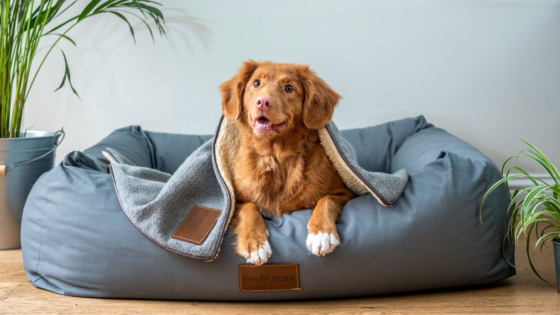 11. Soins pour animaux