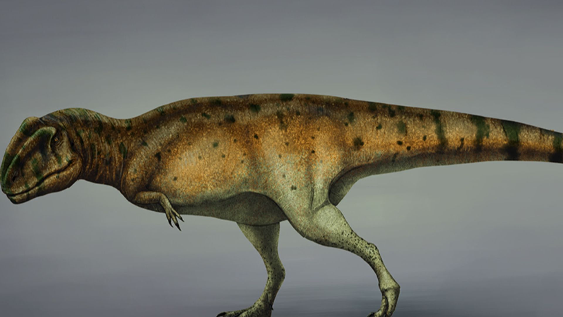 7. Mapusaurus