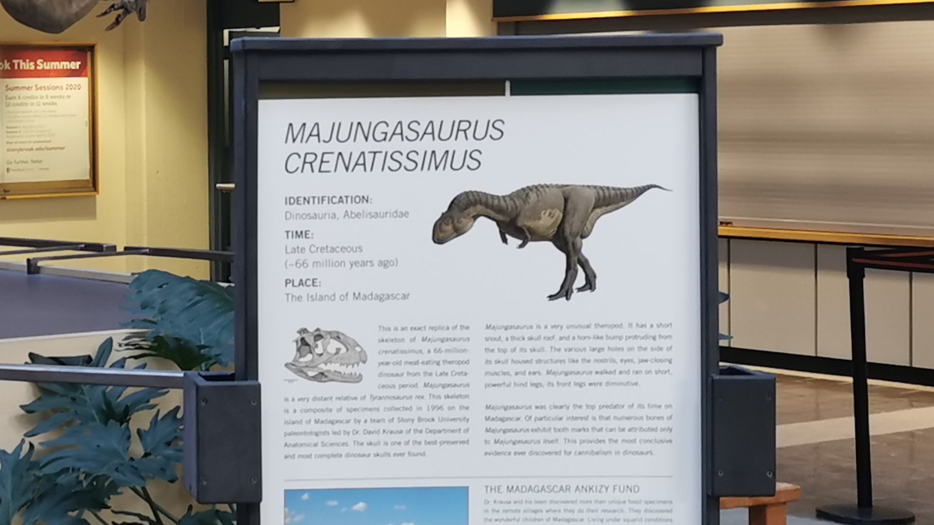 8. Majungasaurus
