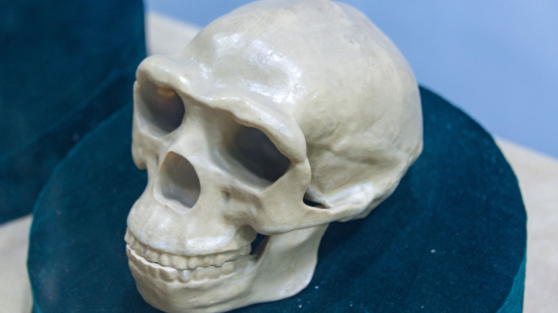 7. L'homme de Pékin