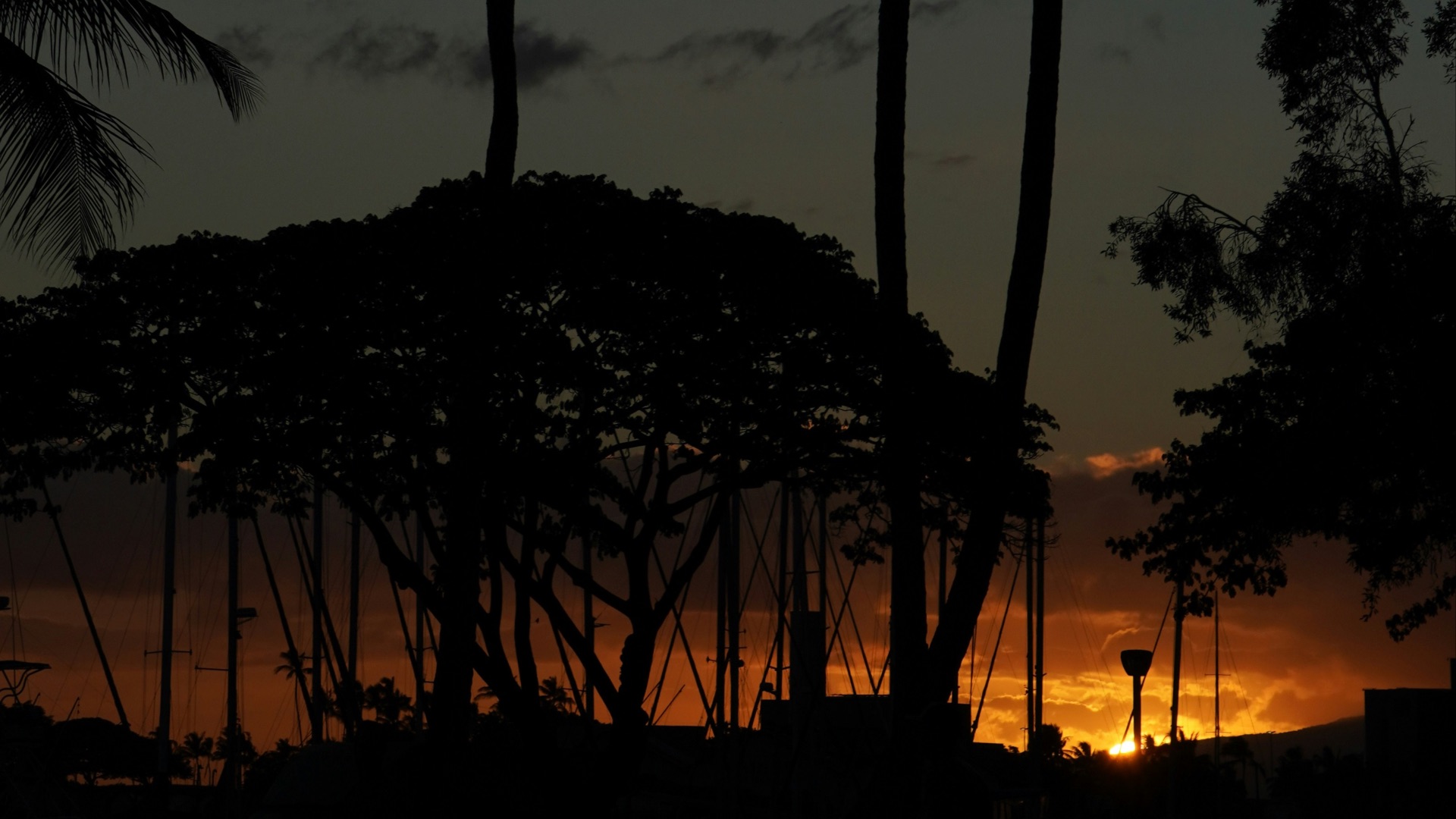 16. Les marcheurs nocturnes d'Hawaï