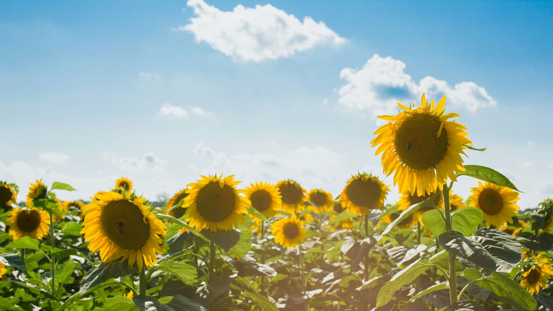 10. Consommez suffisamment de vitamine D