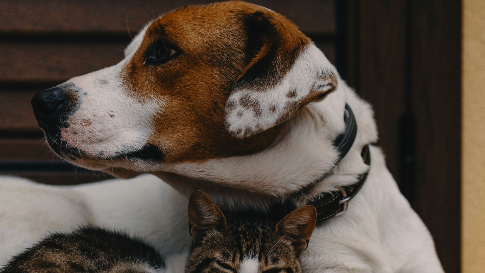10. Adoptez un animal de compagnie 
