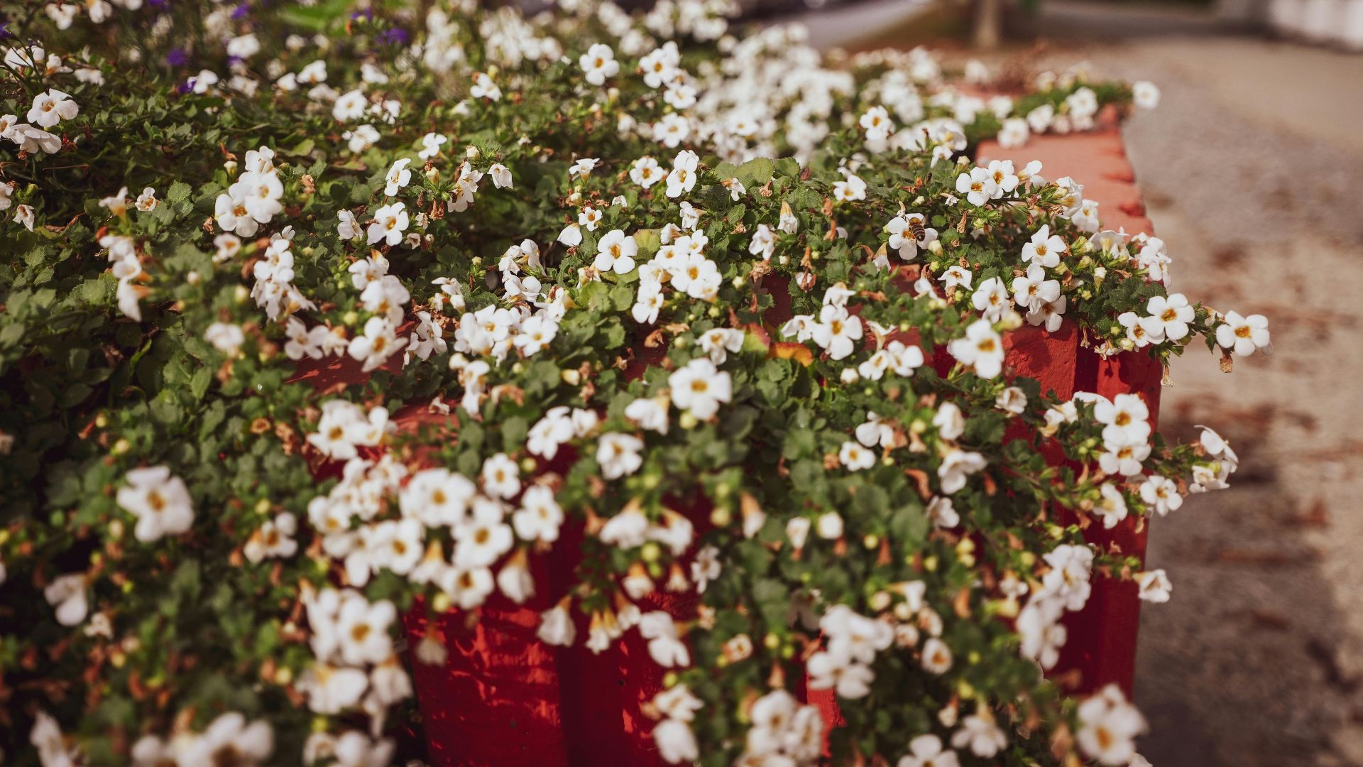 5. Bacopa Monnieri