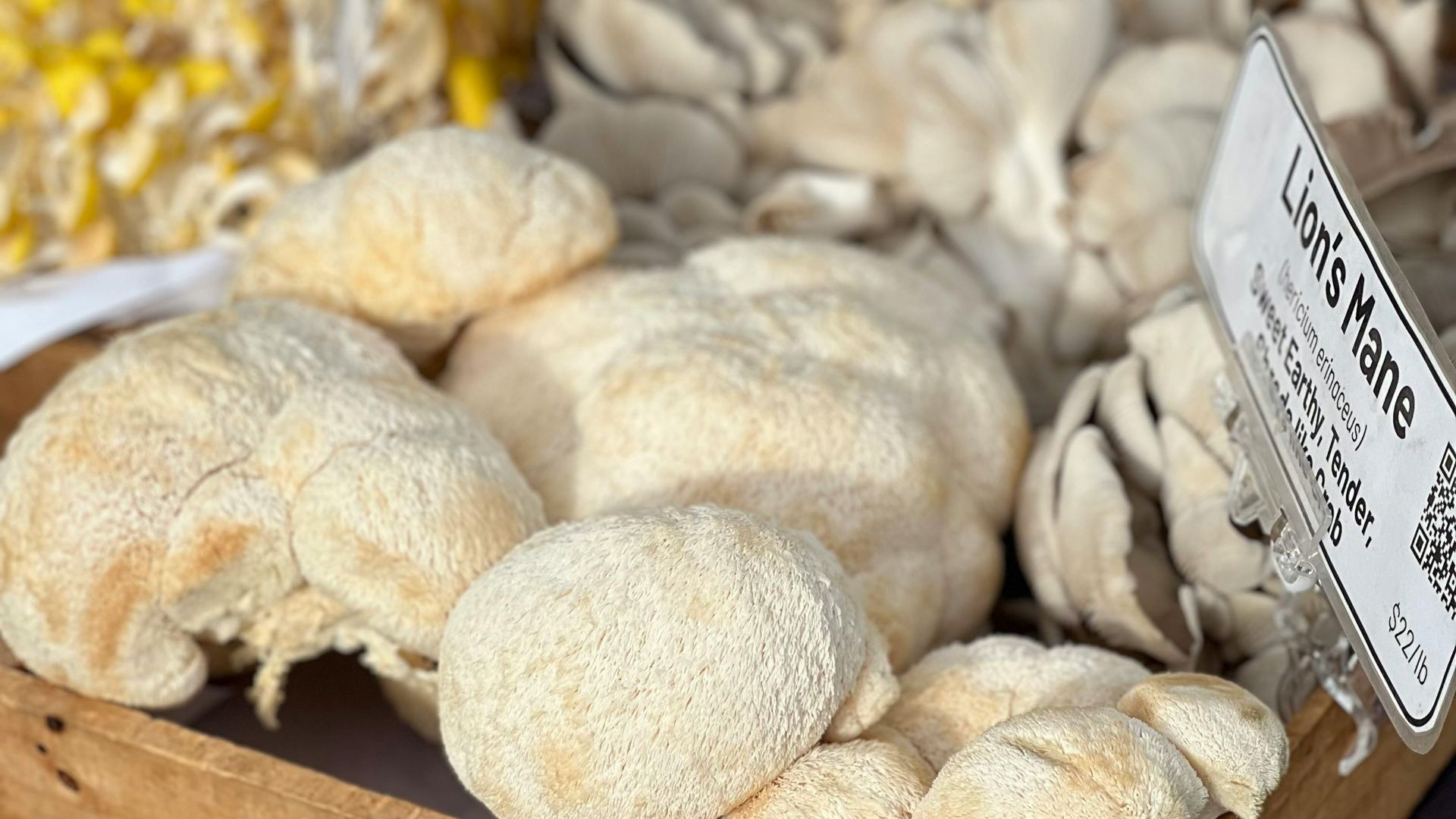 9. Champignon crinière de lion
