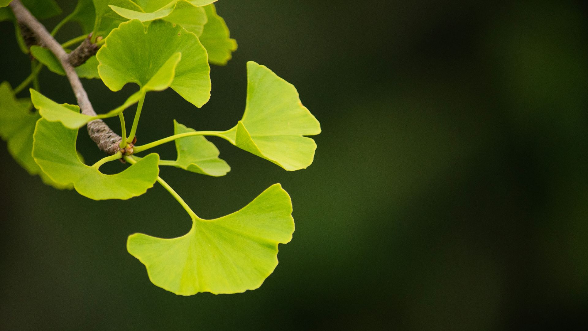 1. Ginkgo Biloba