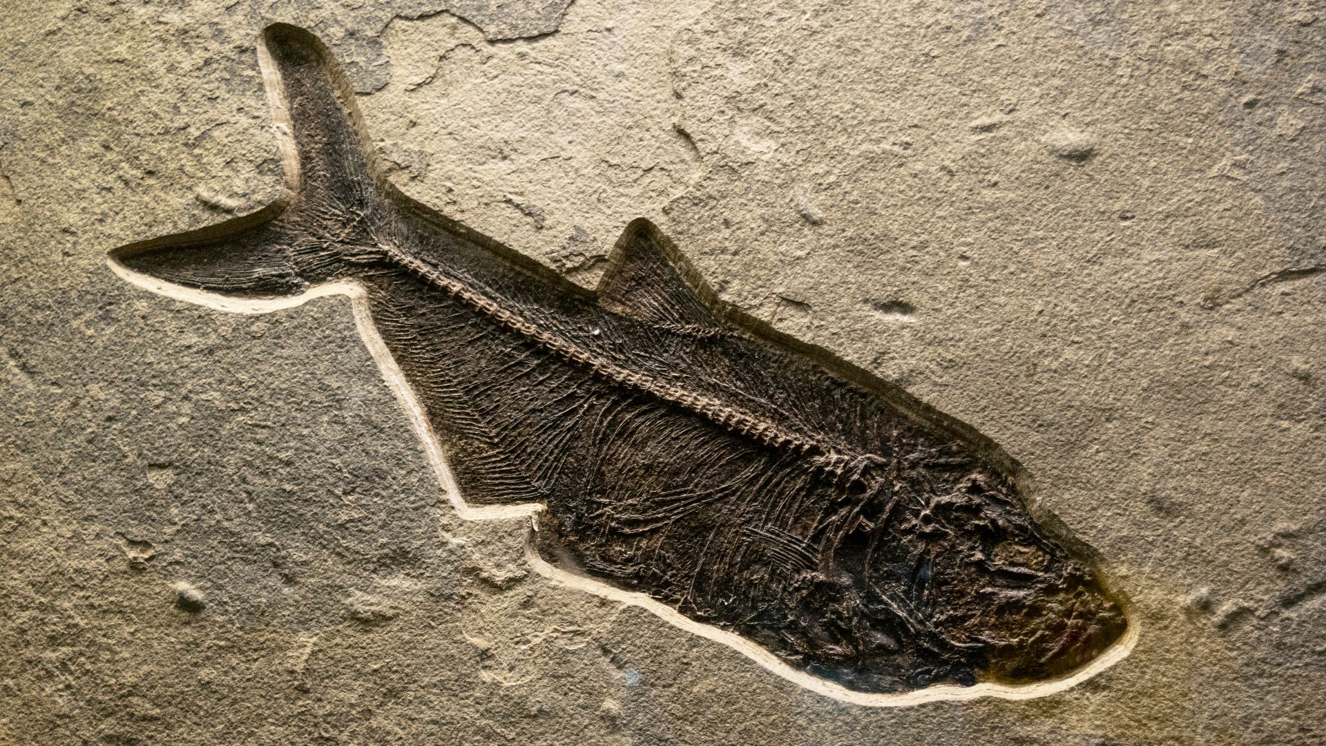 2. Mêmes fossiles, continents différents