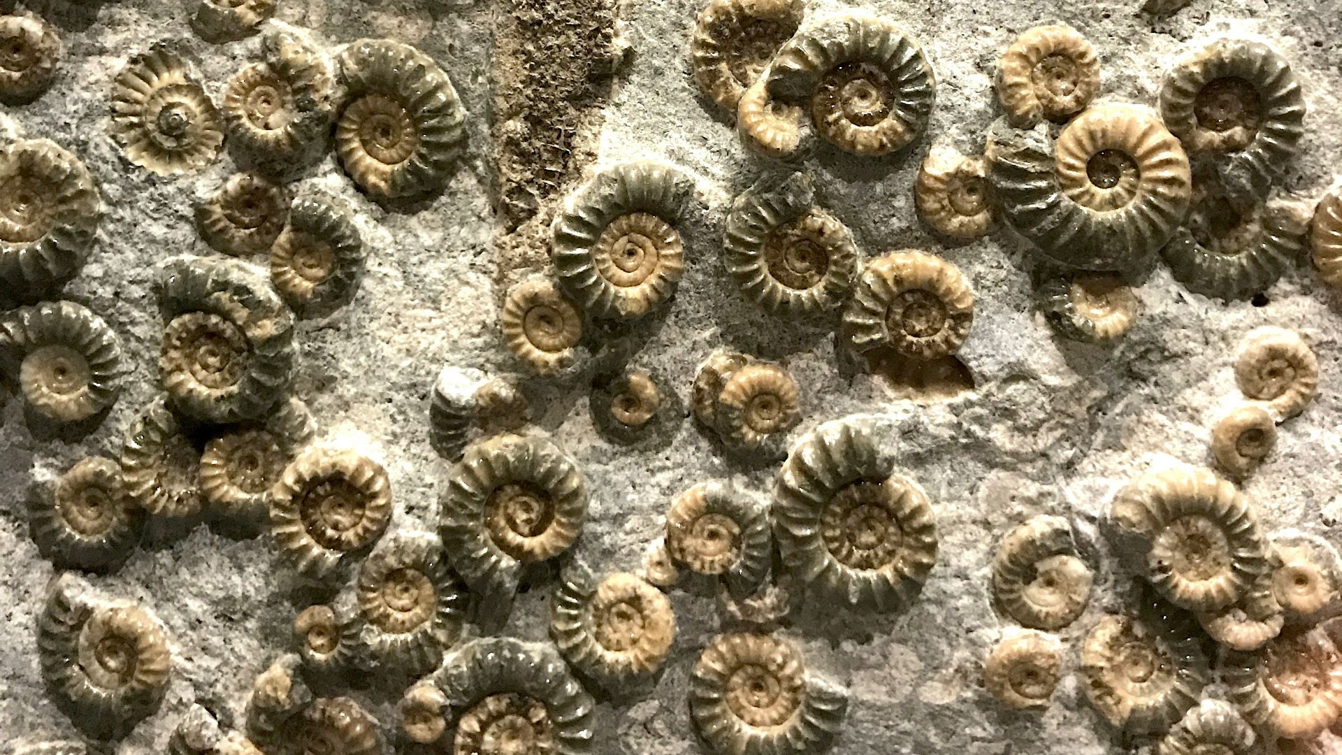 9. Des fossiles minuscules