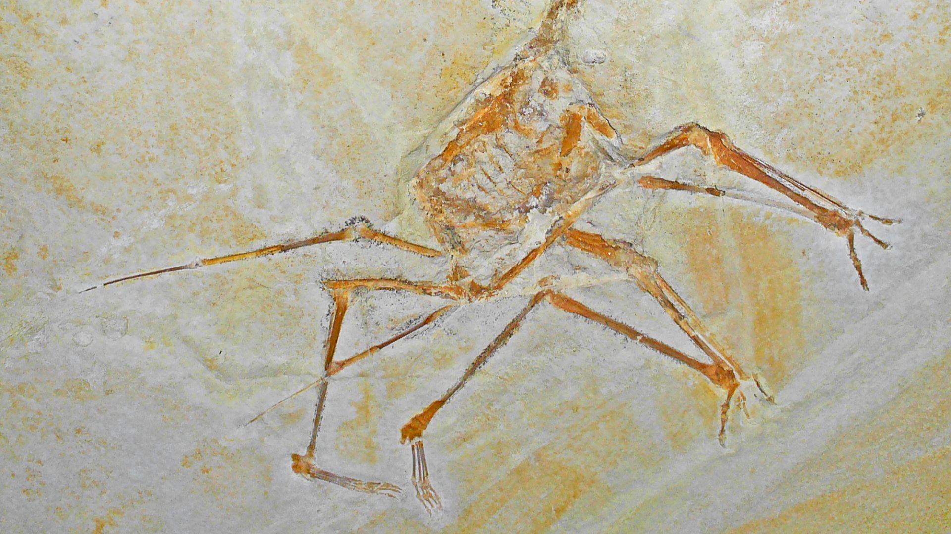 19. Couches fossiles