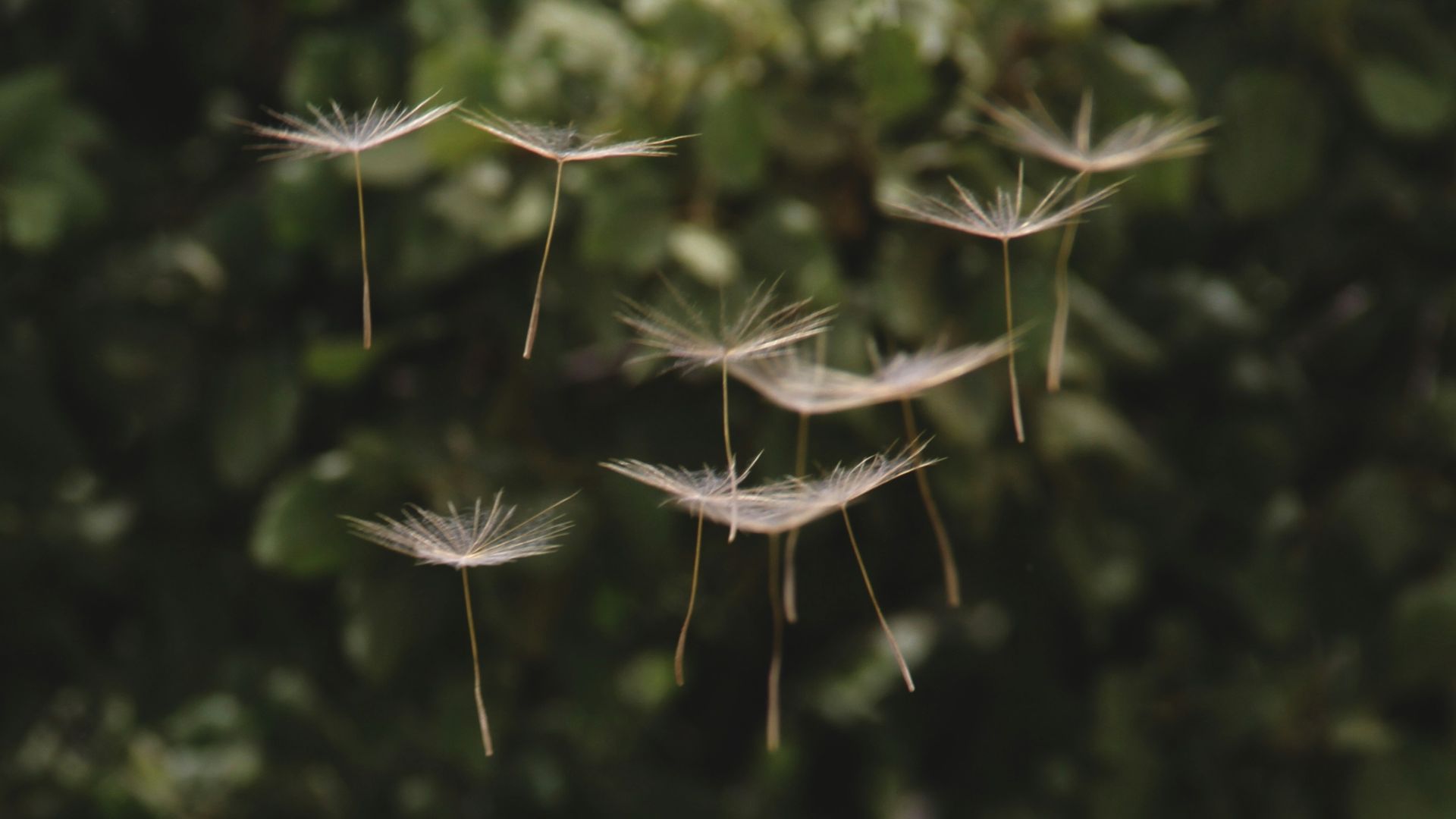 3. Pollen