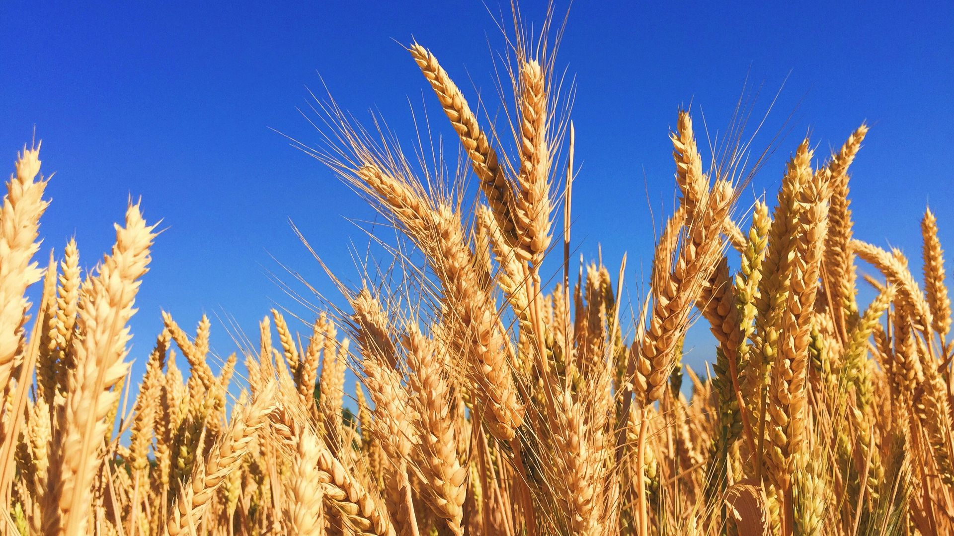 8. Blé et gluten