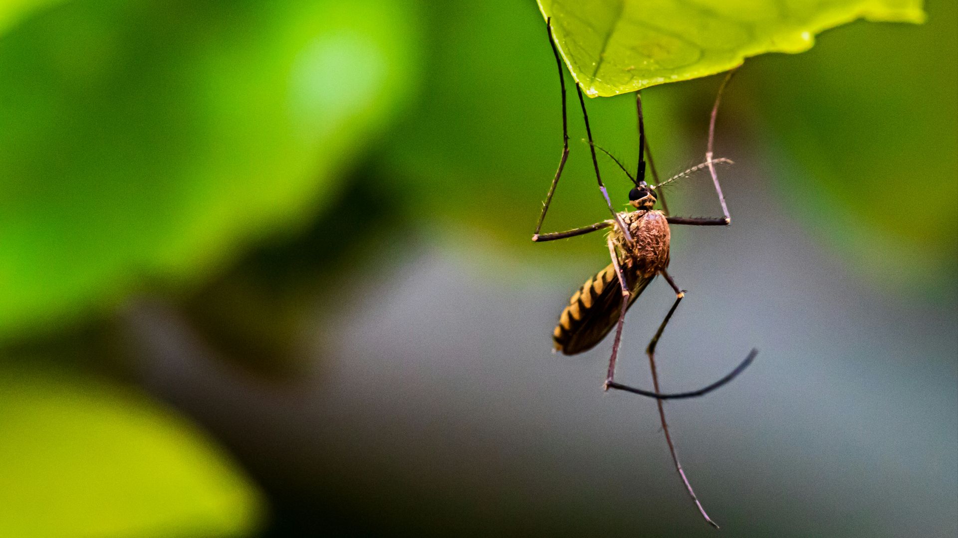 15. Protéines d'insectes