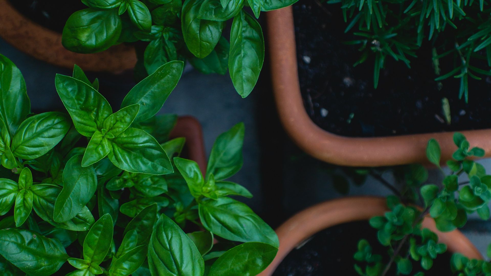20. Réinventez tout avec des herbes fraîches