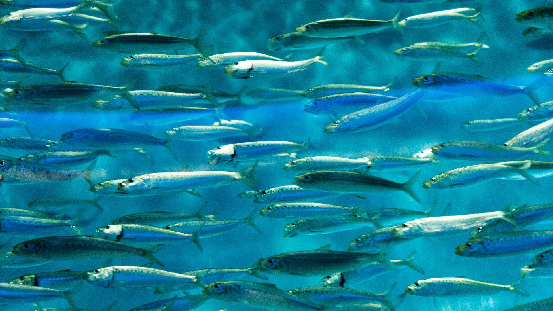 7. Mangez des poissons gras
