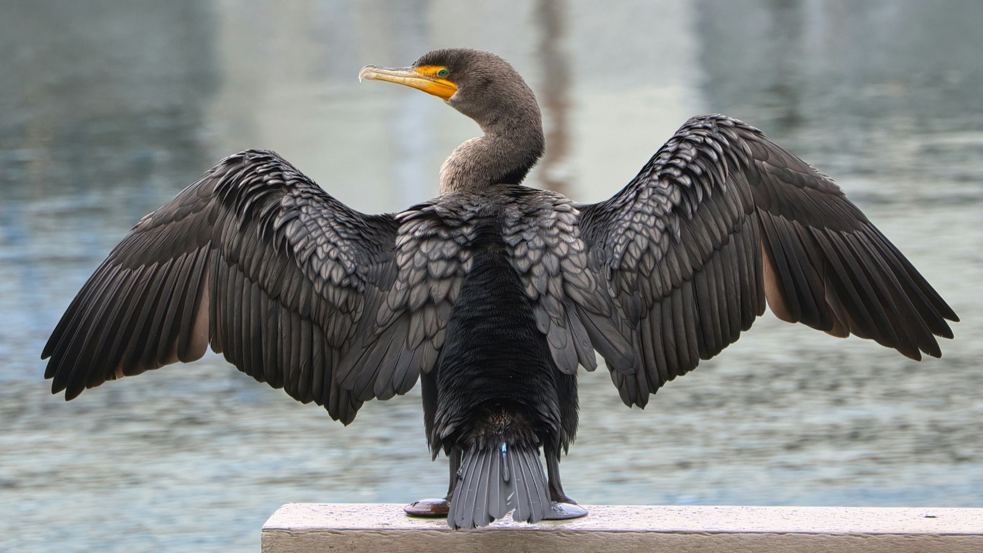 3. Cormorans