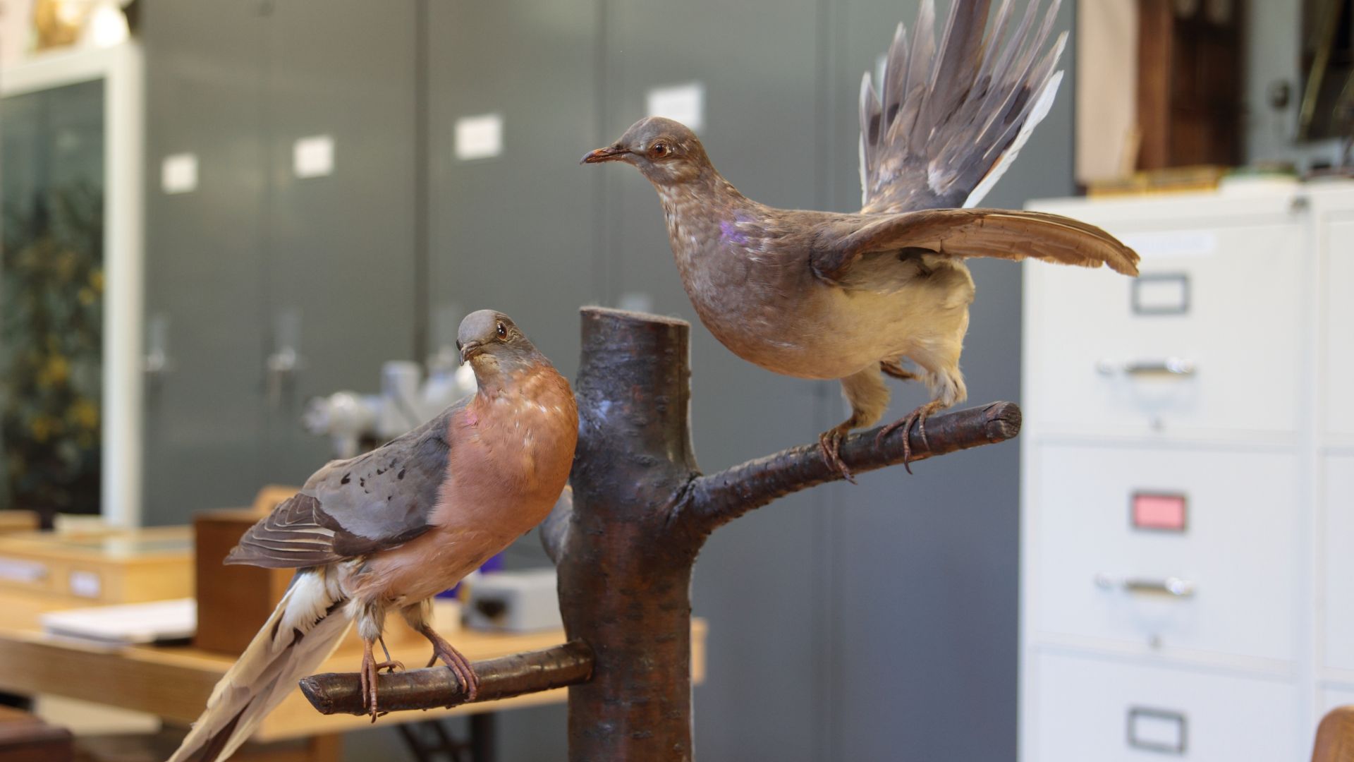 5. Les pigeons migrateurs