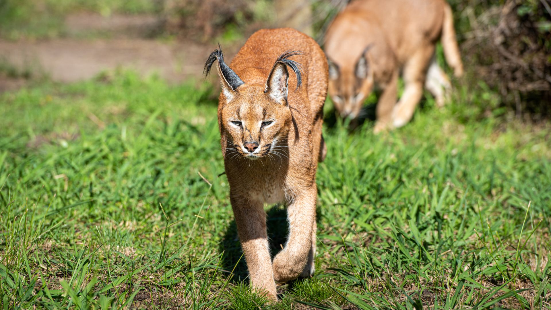 6. Caracals