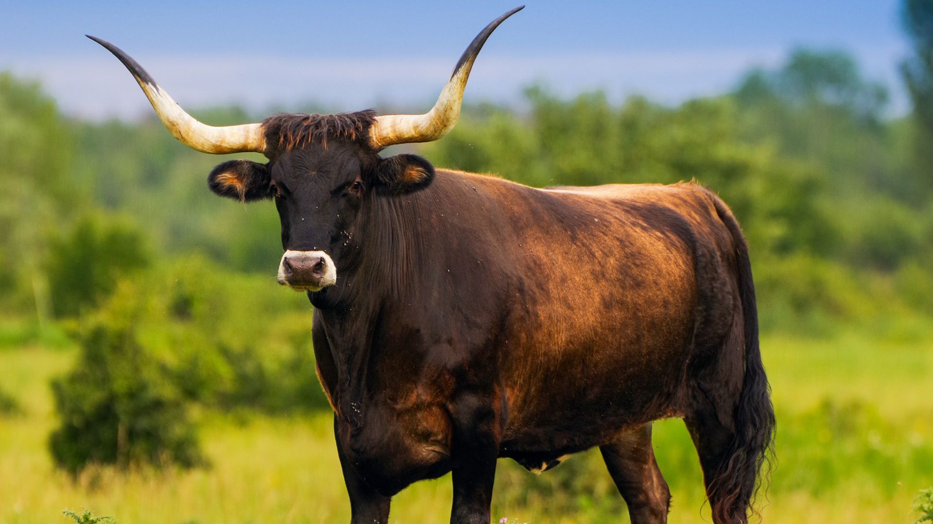 8. Aurochs
