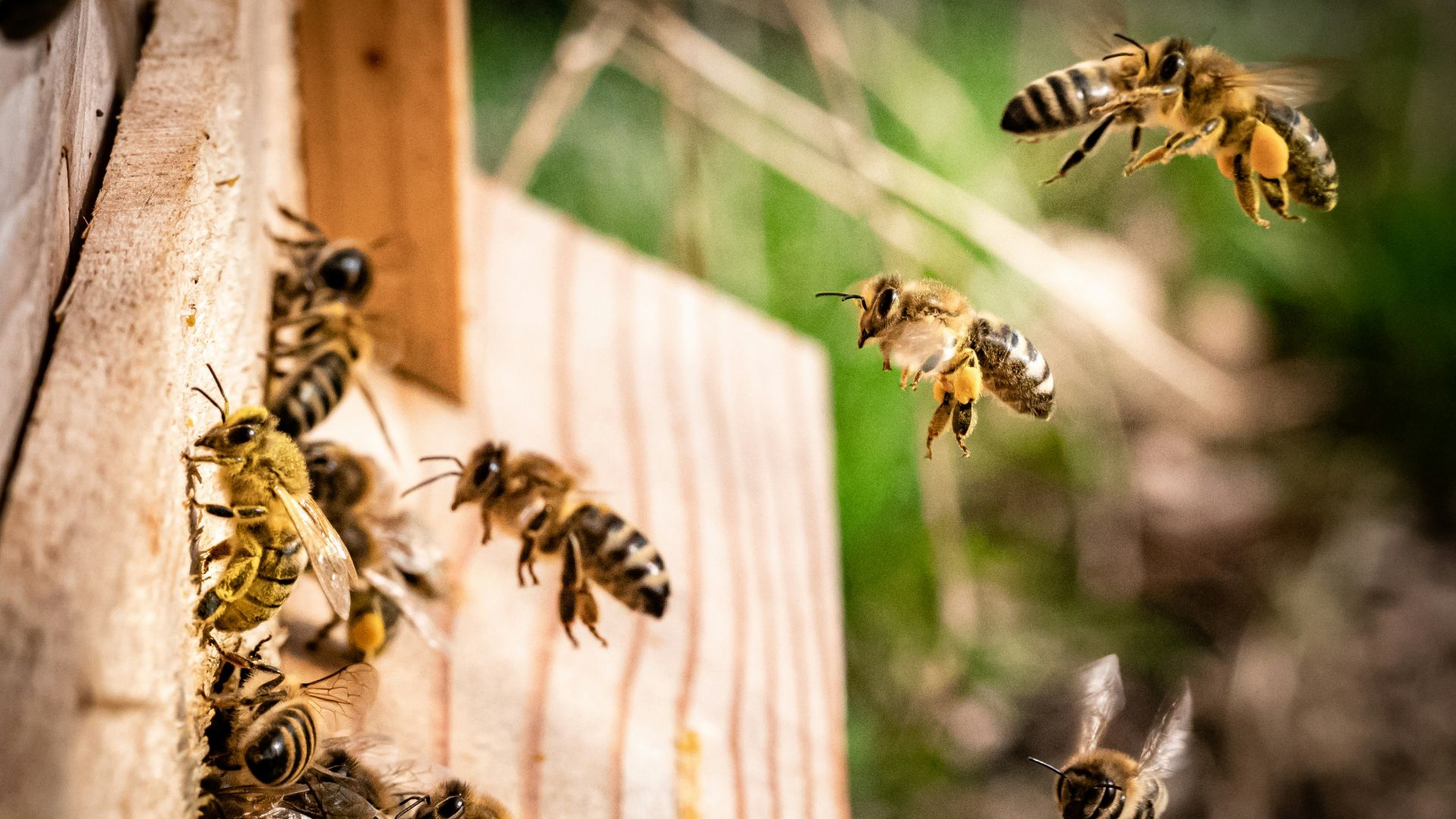 9. Les abeilles mellifères