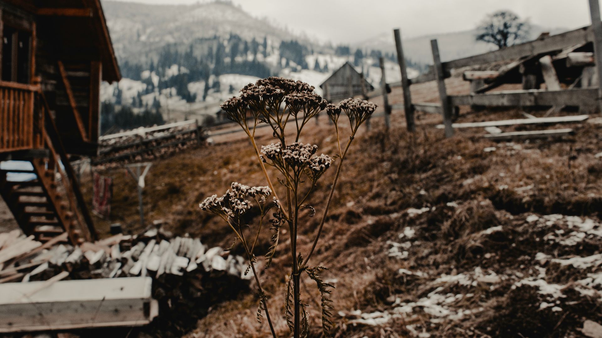 12. Déminage manuel des champs de mines (Seconde Guerre mondiale)