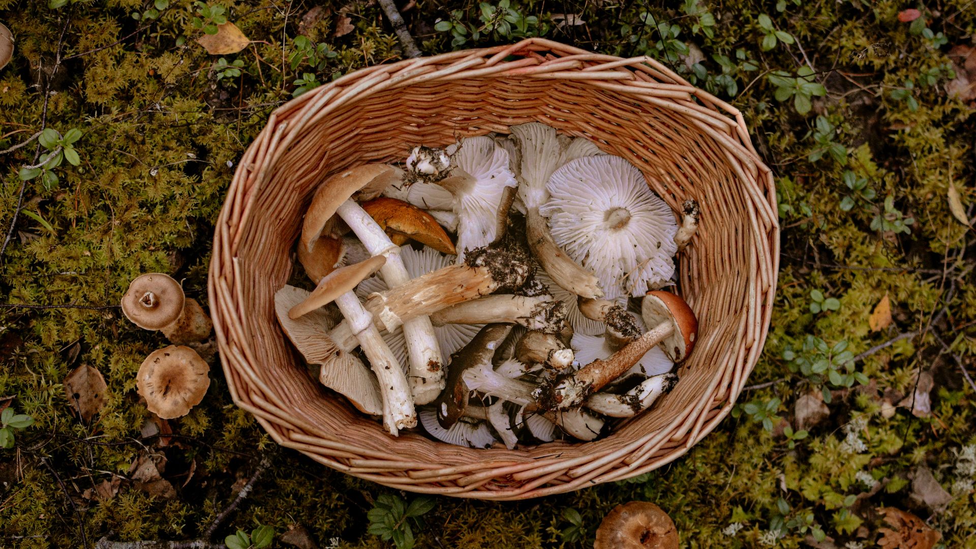 12. Champignons