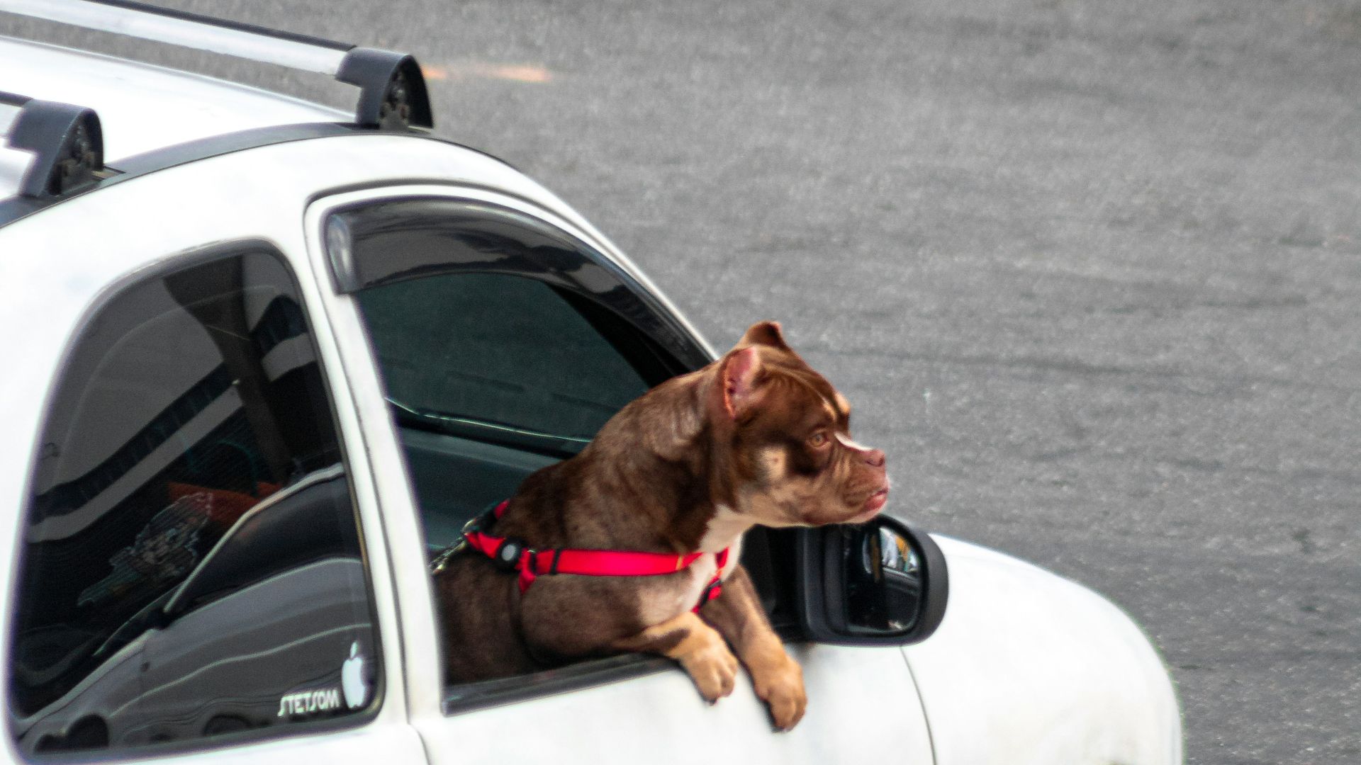 5. Meilleur pour les animaux de compagnie