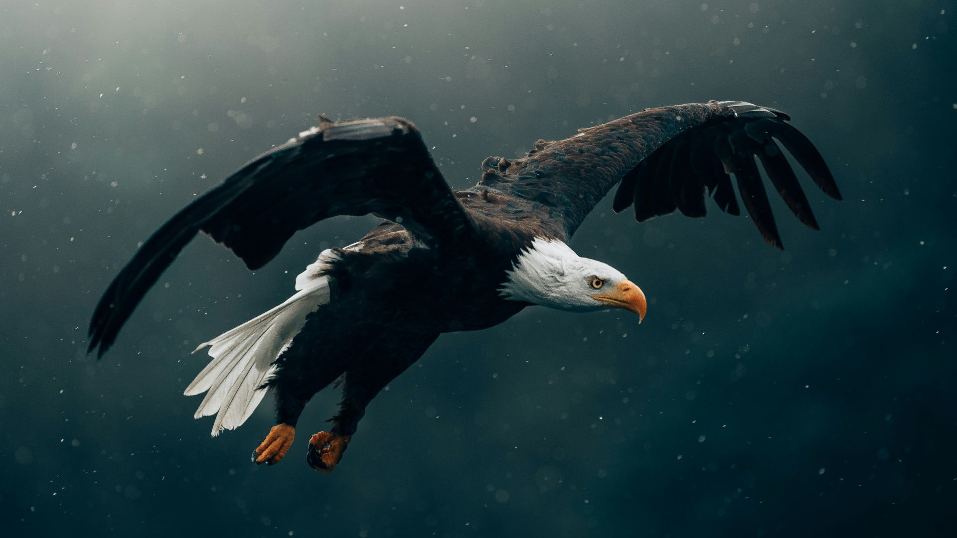 10. L'aigle du renouveau 