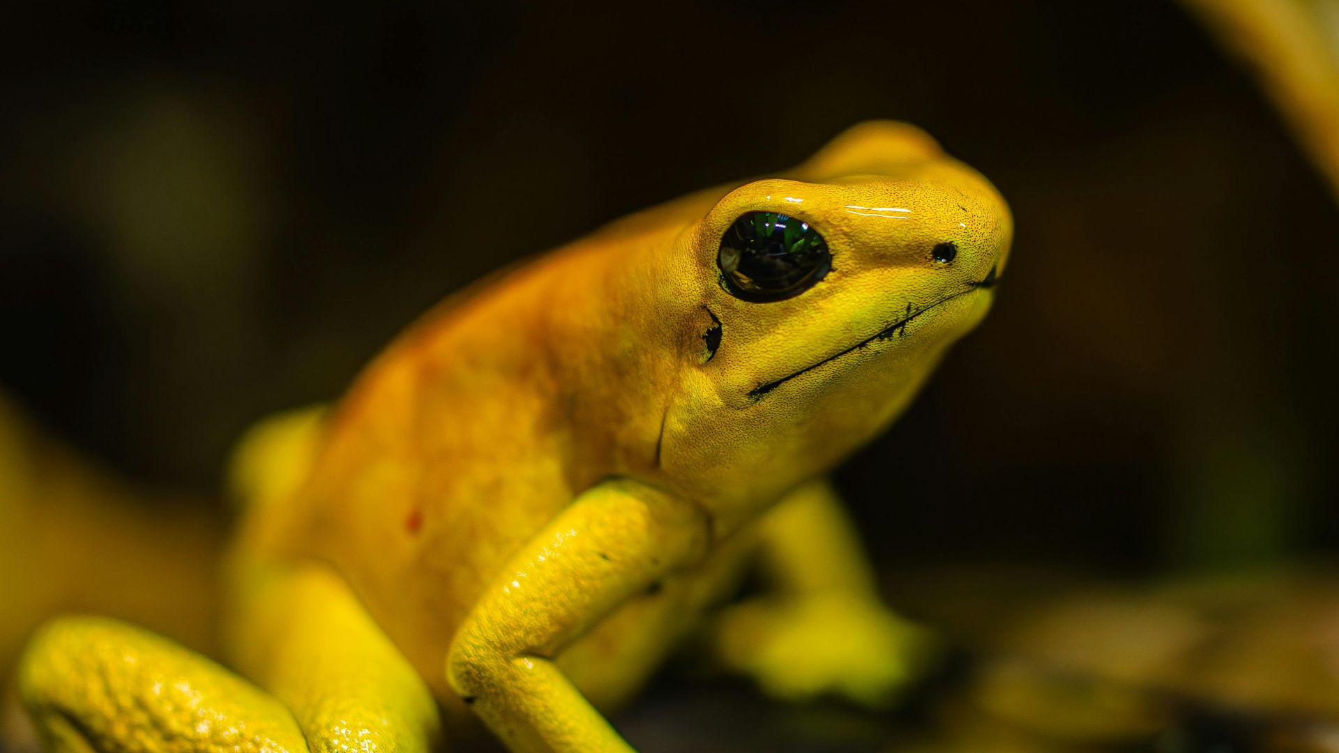 9. Les esprits impurs comme les grenouilles 