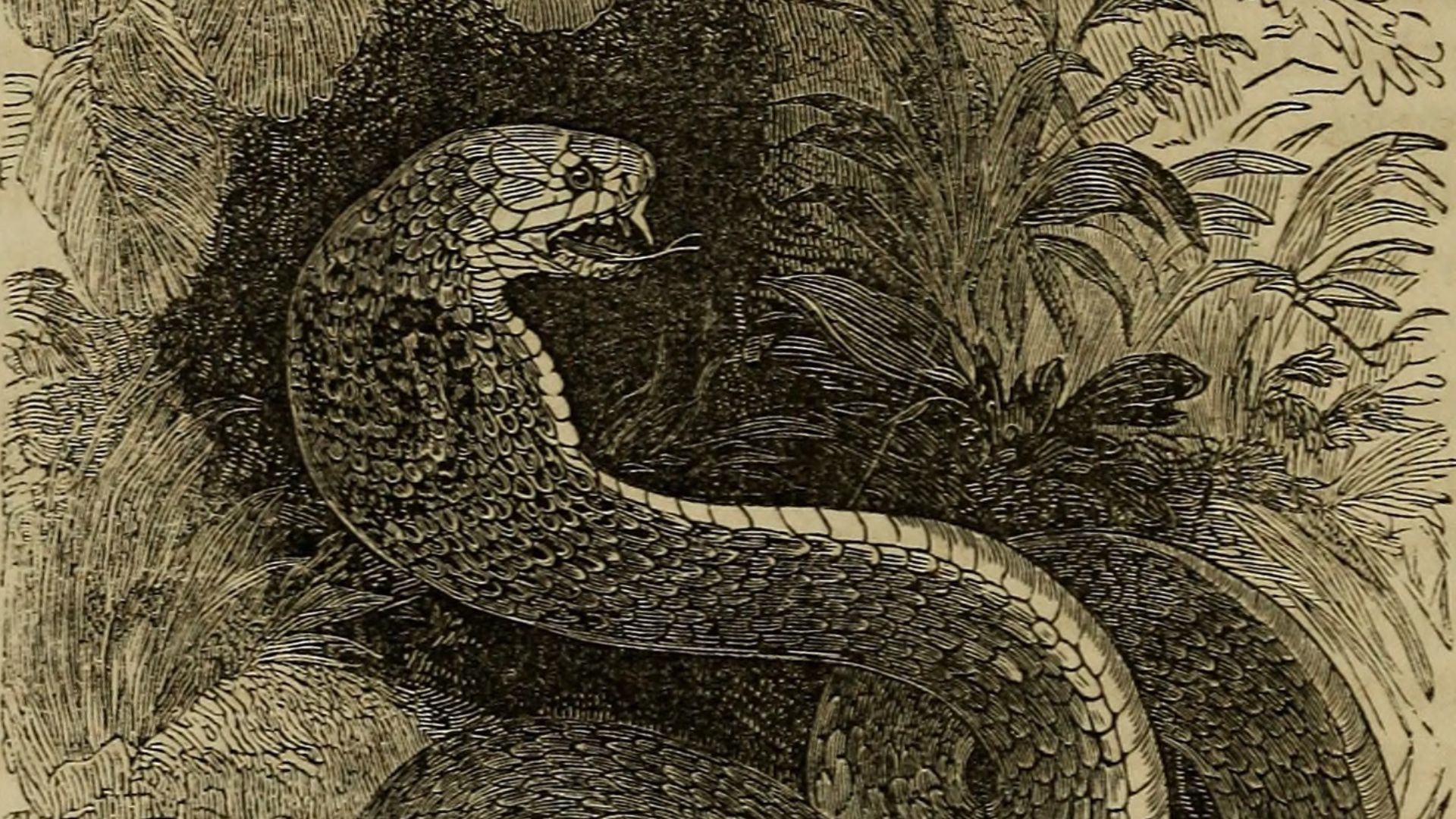 10. Le « serpent volant » 