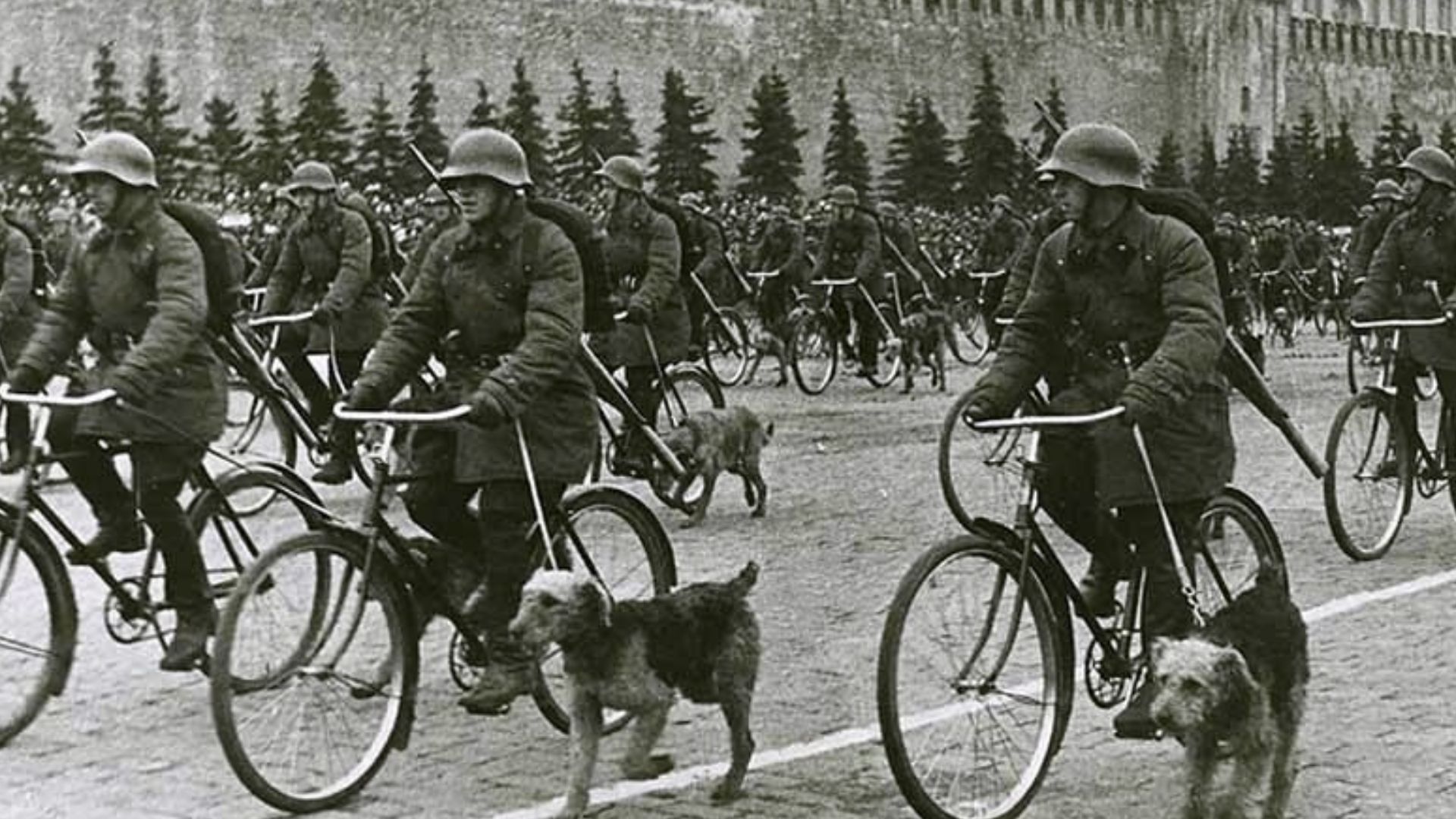 15. Chiens antichars