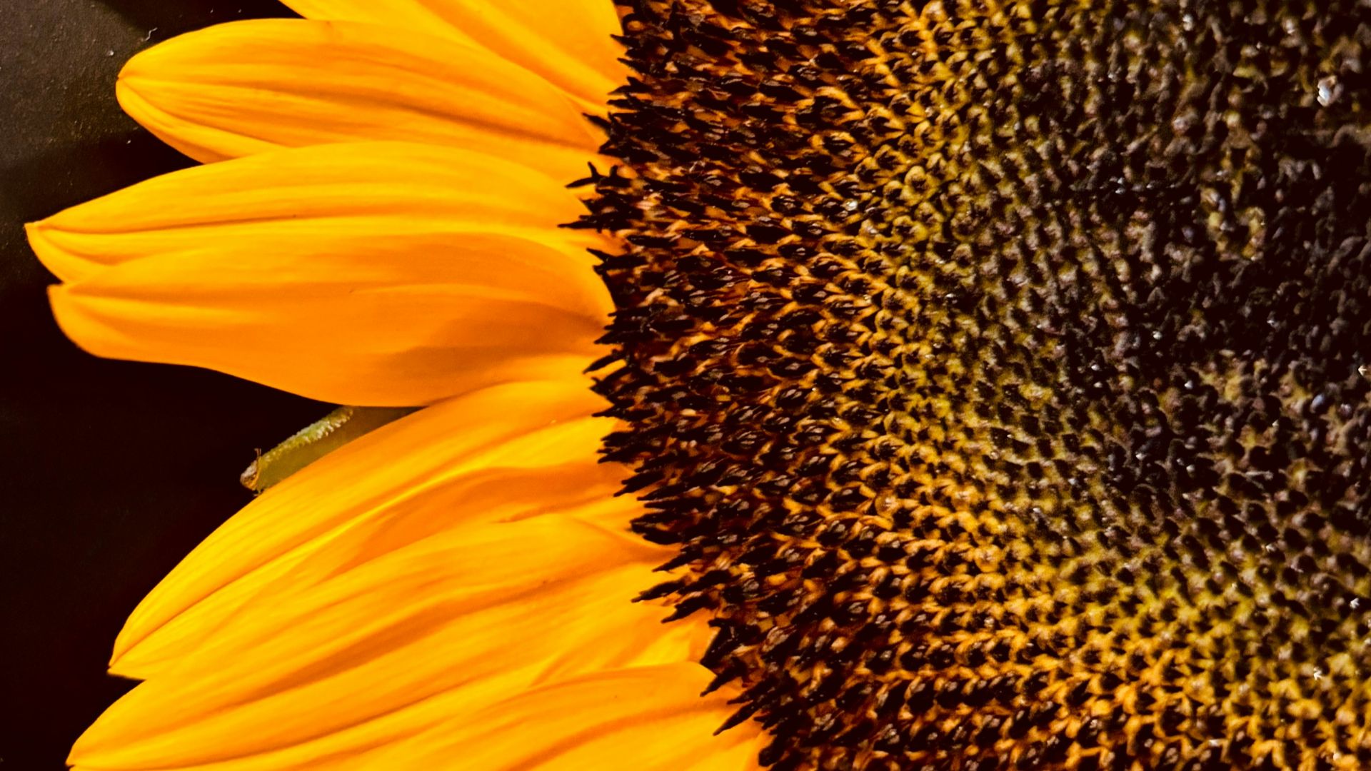 10. Huile de tournesol à haute teneur en acide oléique