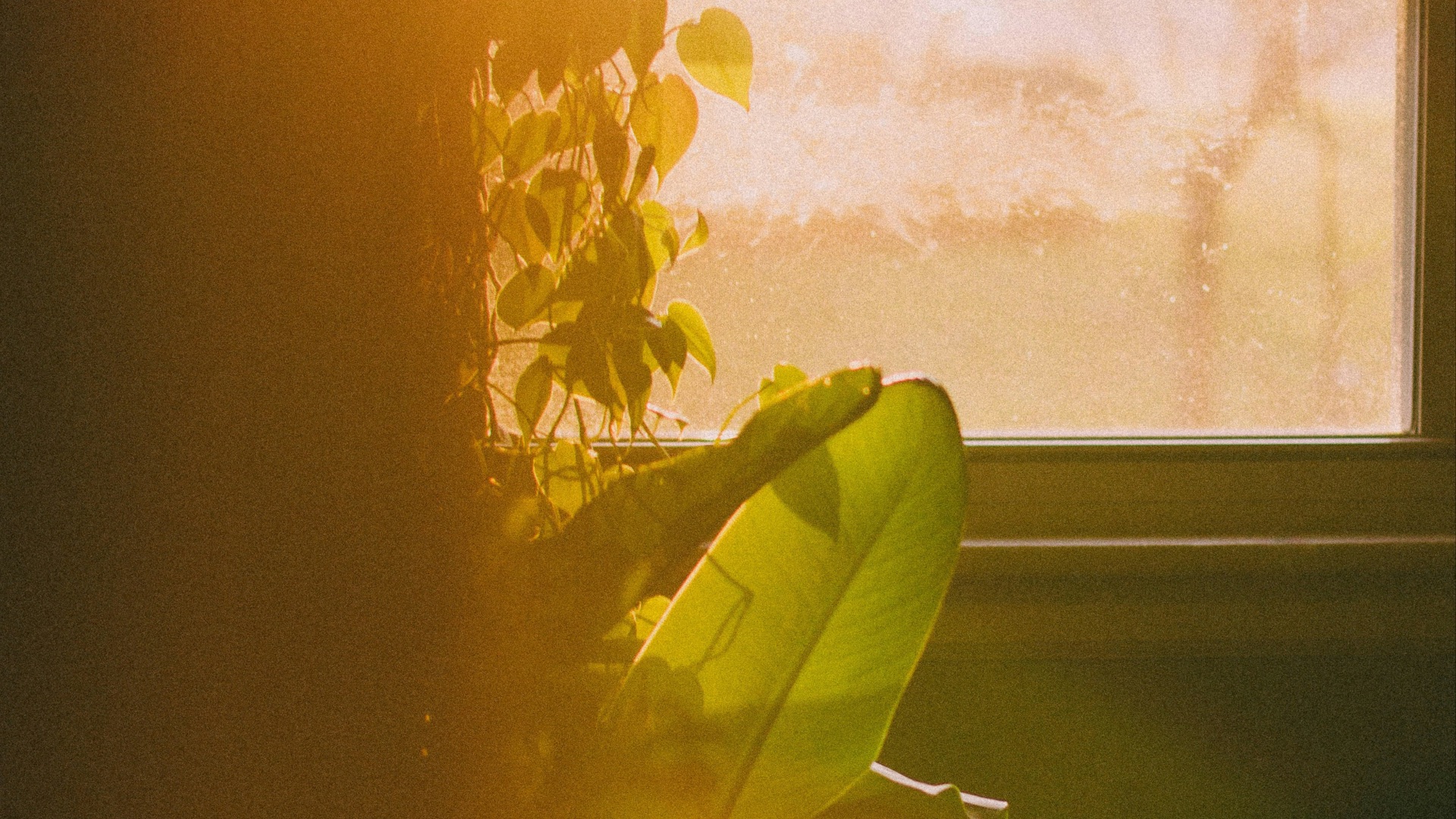 2. Choisissez des plantes adaptées à votre luminosité