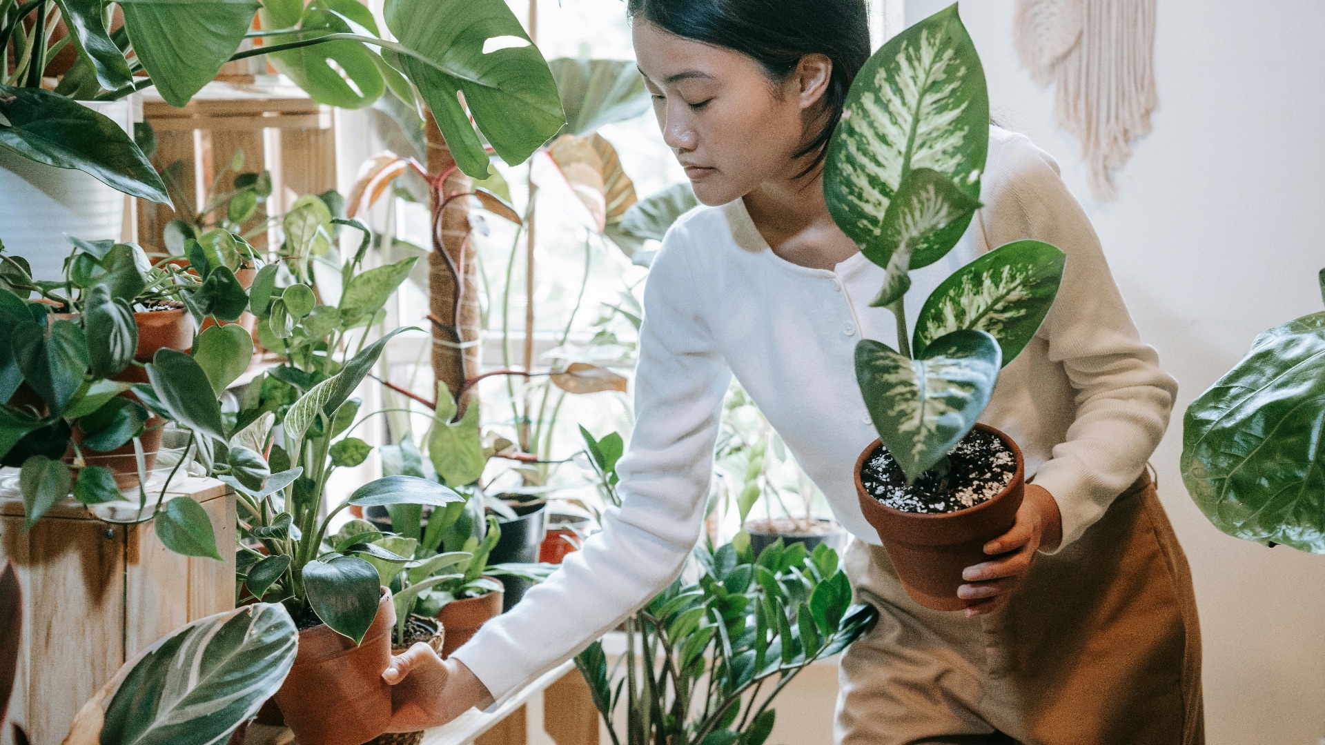 6. Achetez une plante saine pour démarrer et prendre un élan immédiat