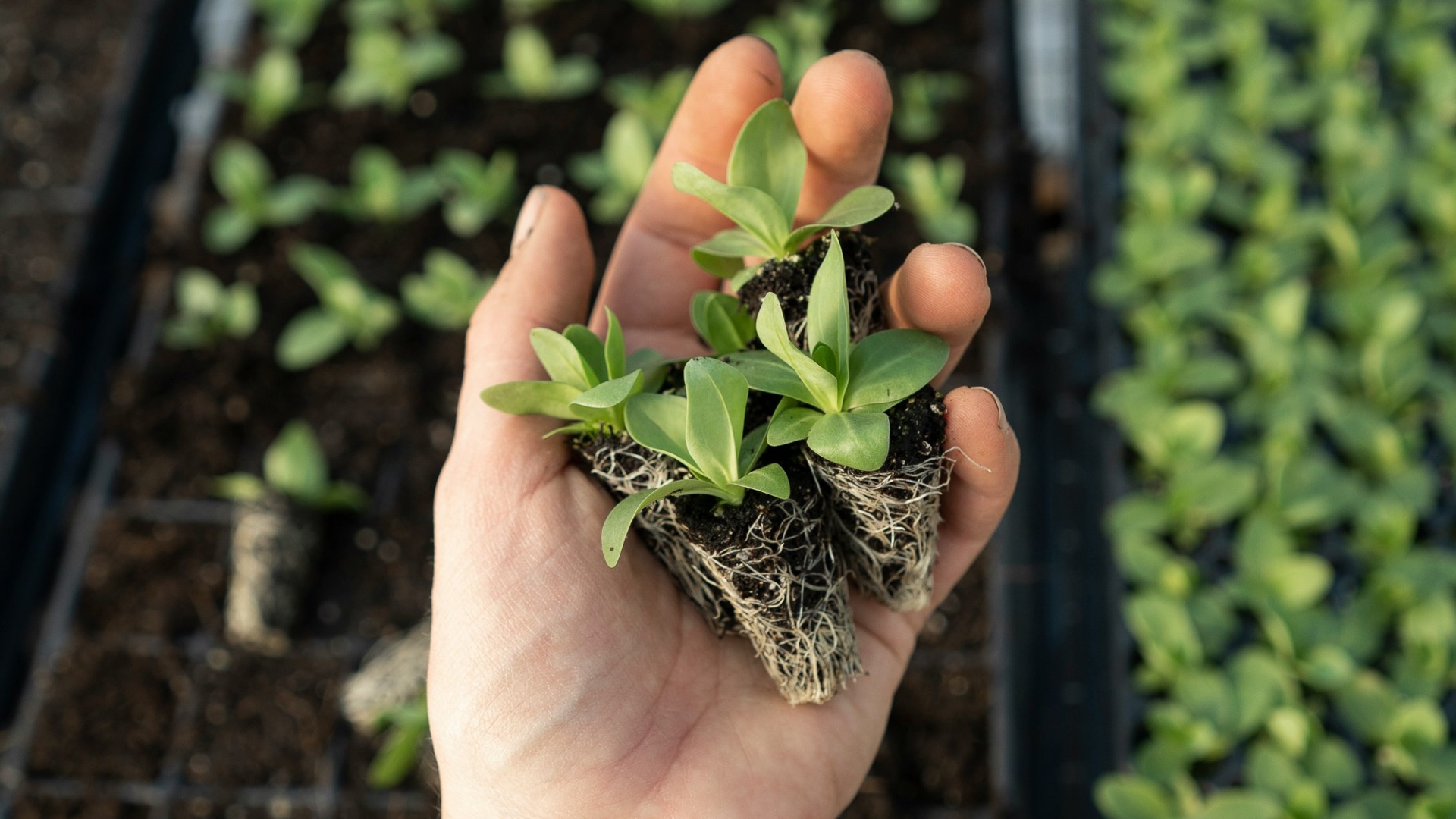 8. Apprenez à connaître votre zone et le moment propice pour planter