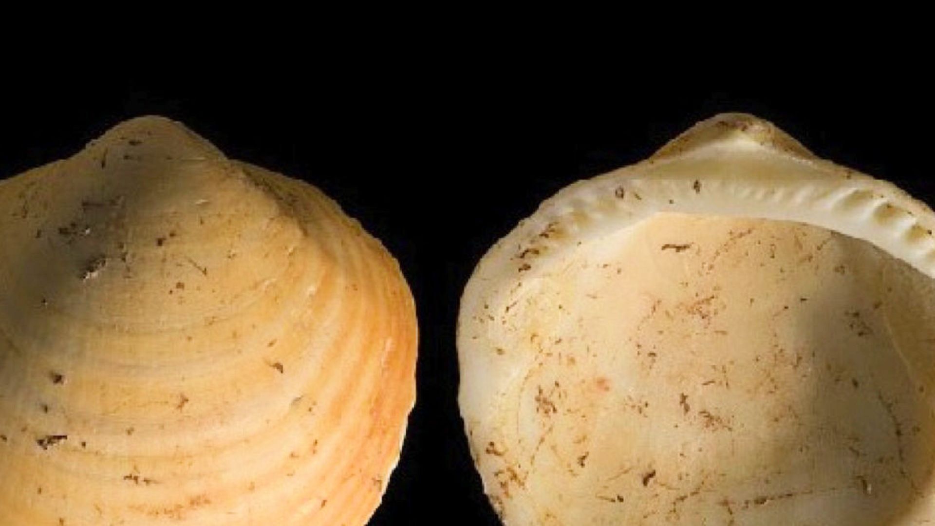 11. Perles en coquillage de la grotte Three-Mouth