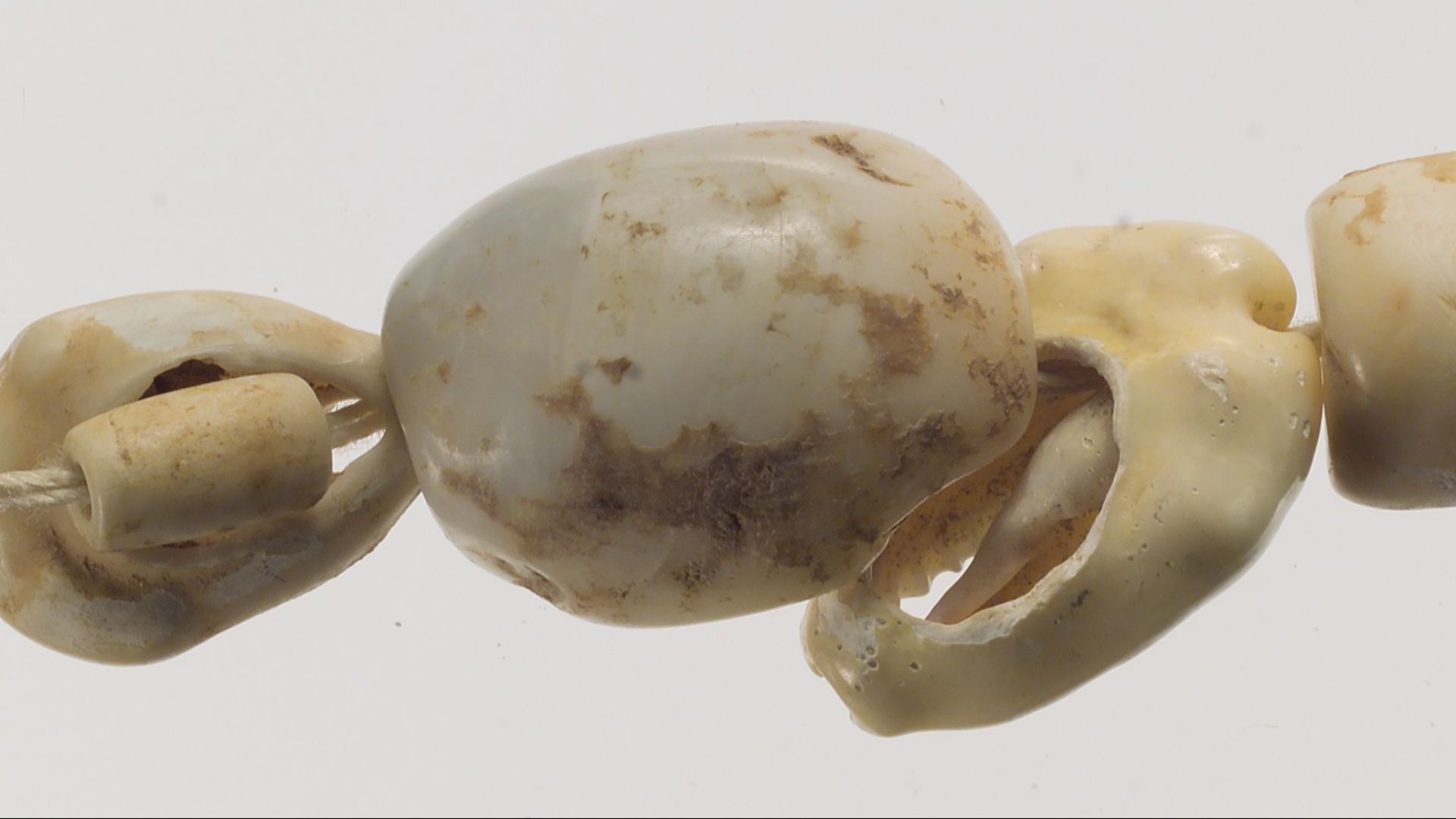 14. Ornements en coquillage de Riparo Mochi